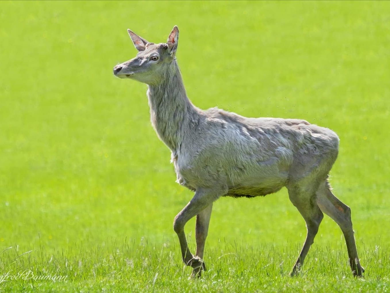 Im Wildpark können nun auch weiße Hirsche bestaunt werden