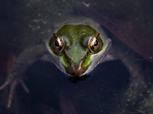 Mutig: Frosch lebt mit Bär im Pool.