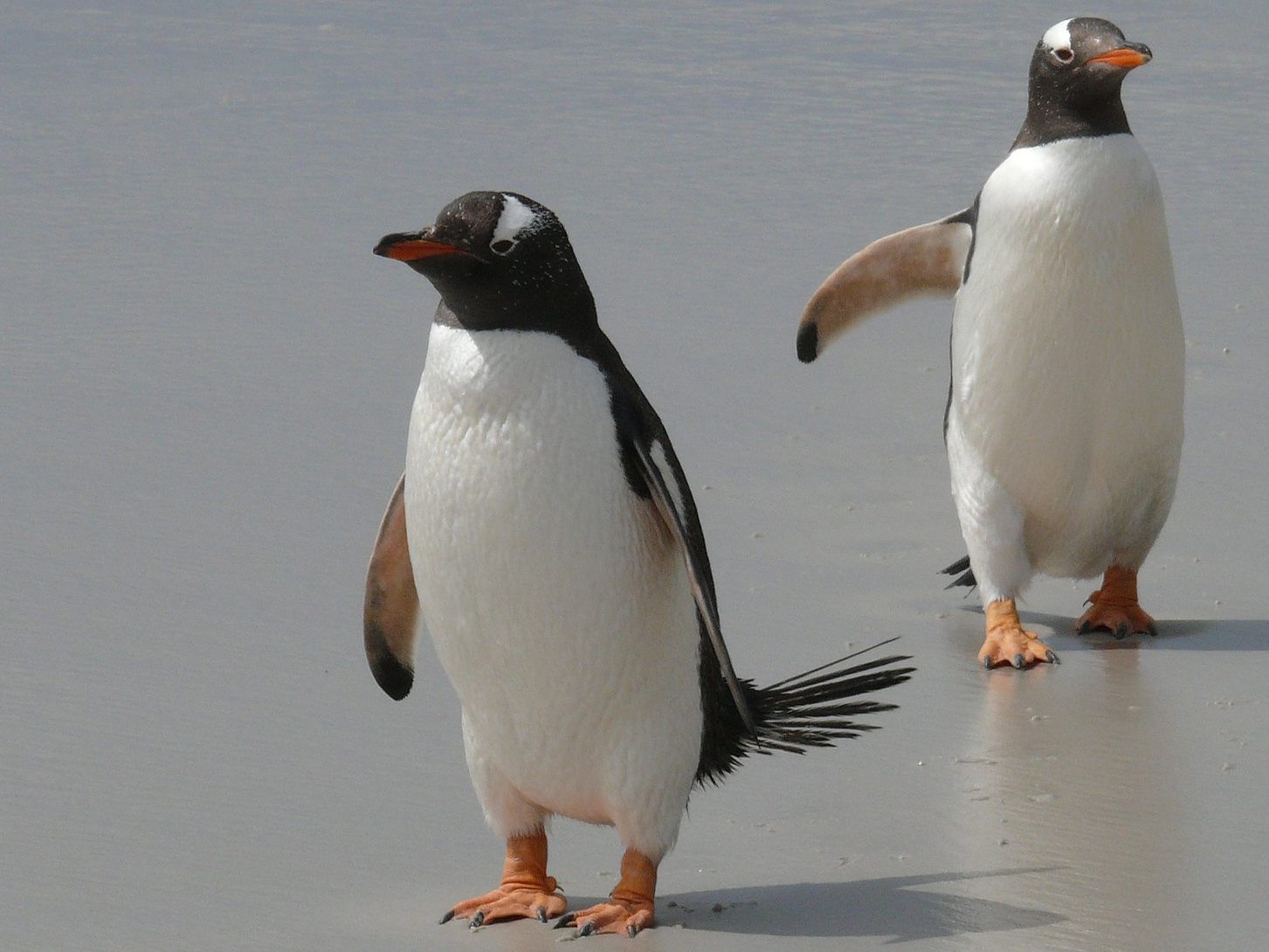 Ein Kunstmuseum in den USA hat eine Privatführung für drei Humboldtpinguine aus einem nahe gelegenen Zoo veranstaltet.