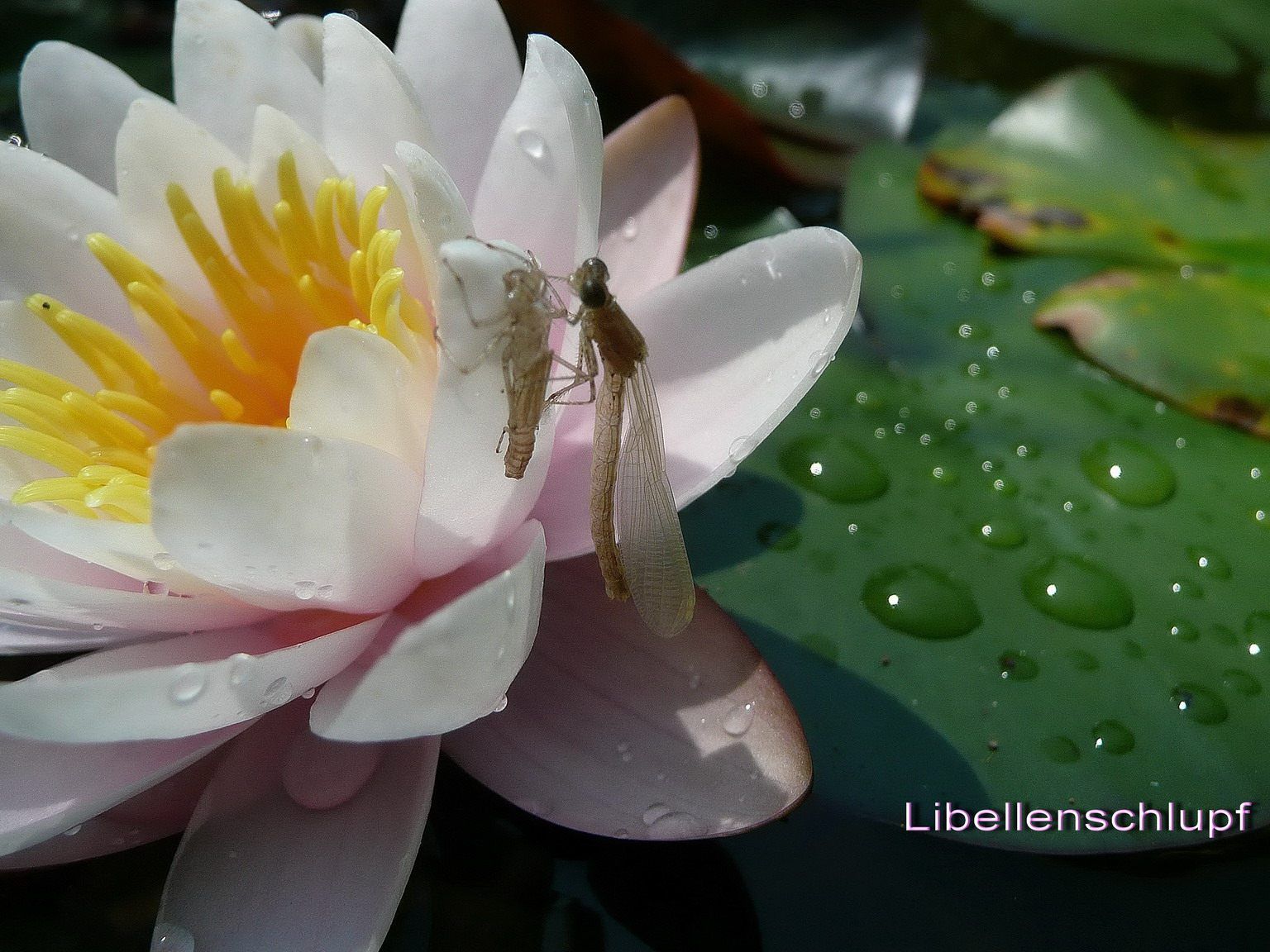 eine Libelle ist geschlüpft