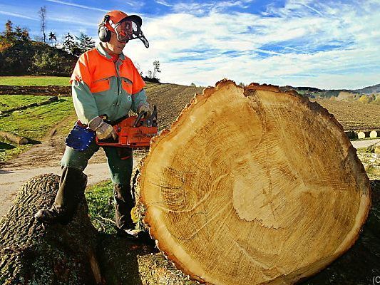 Holzindustrie befürchtet Milliardenverluste Holzindustrie befürchtet Milliardenverluste