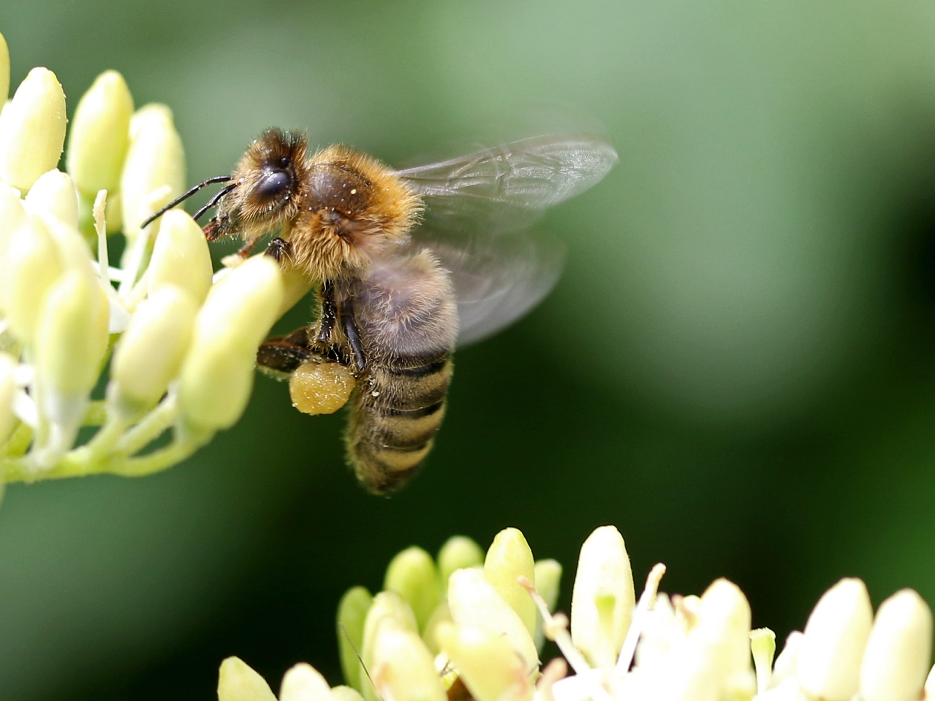 Ein kleines Stück Paradies für Blumen und Insekten
