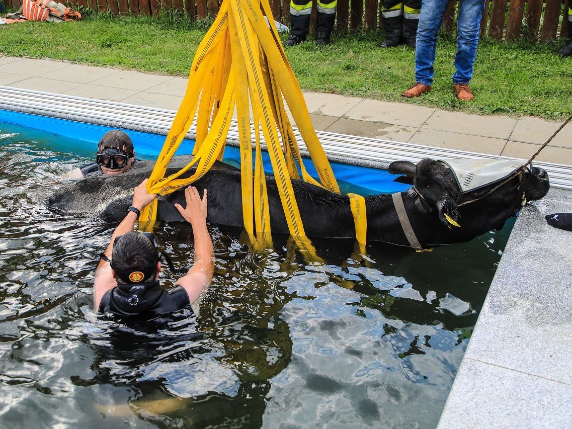 Das verirrte Rind musste mit einem Kran aus dem Wasser geholt werden. Das verirrte Rind musste mit einem Kran aus dem Wasser geholt werden.