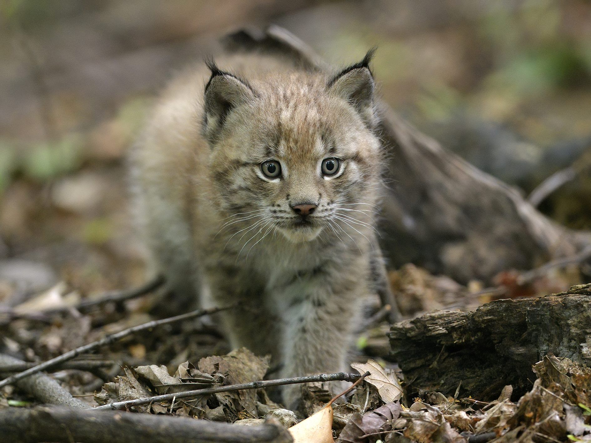 Das Jungtier kam im Mai im Tiergarten Schönbrunn zur Welt. Das Jungtier kam im Mai im Tiergarten Schönbrunn zur Welt.