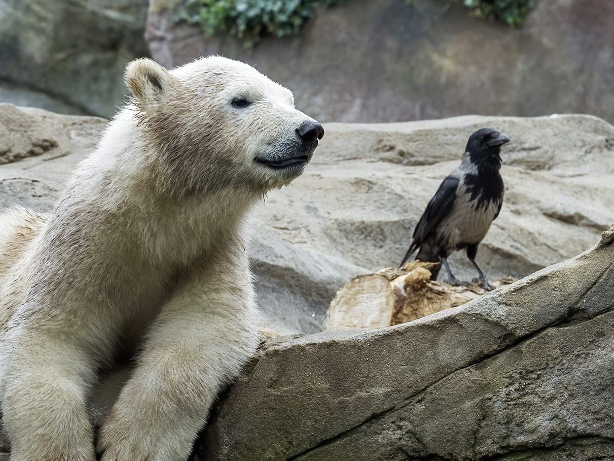 Nicht nur bei den Eisbären präsent: Im Tiergarten Schönbrunn tummeln sich zahlreiche Krähen