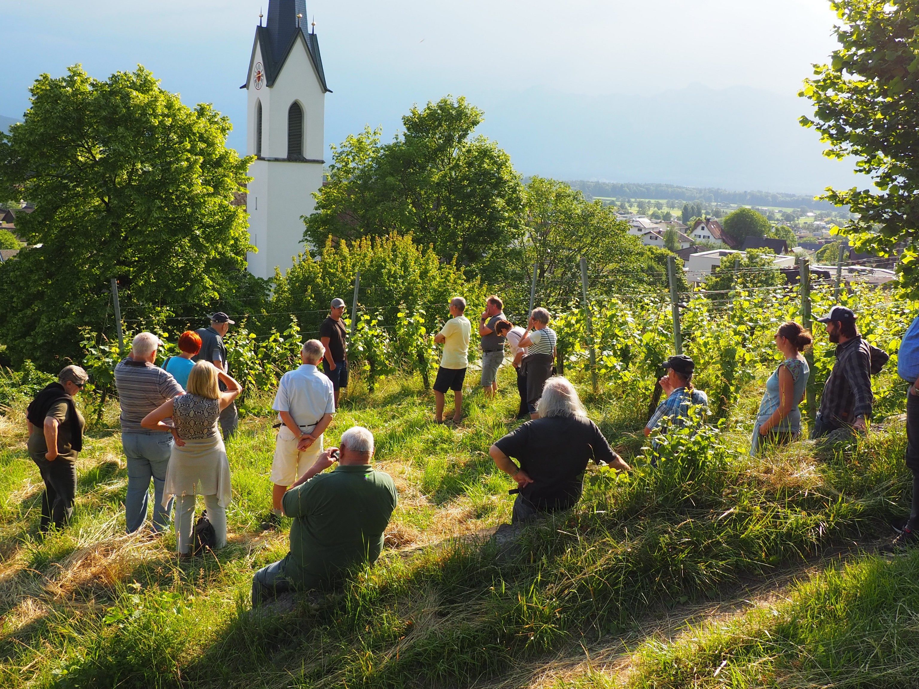 Die Röthner Weinberge der Familie Nachbaur, unweit der Pfarrkirche