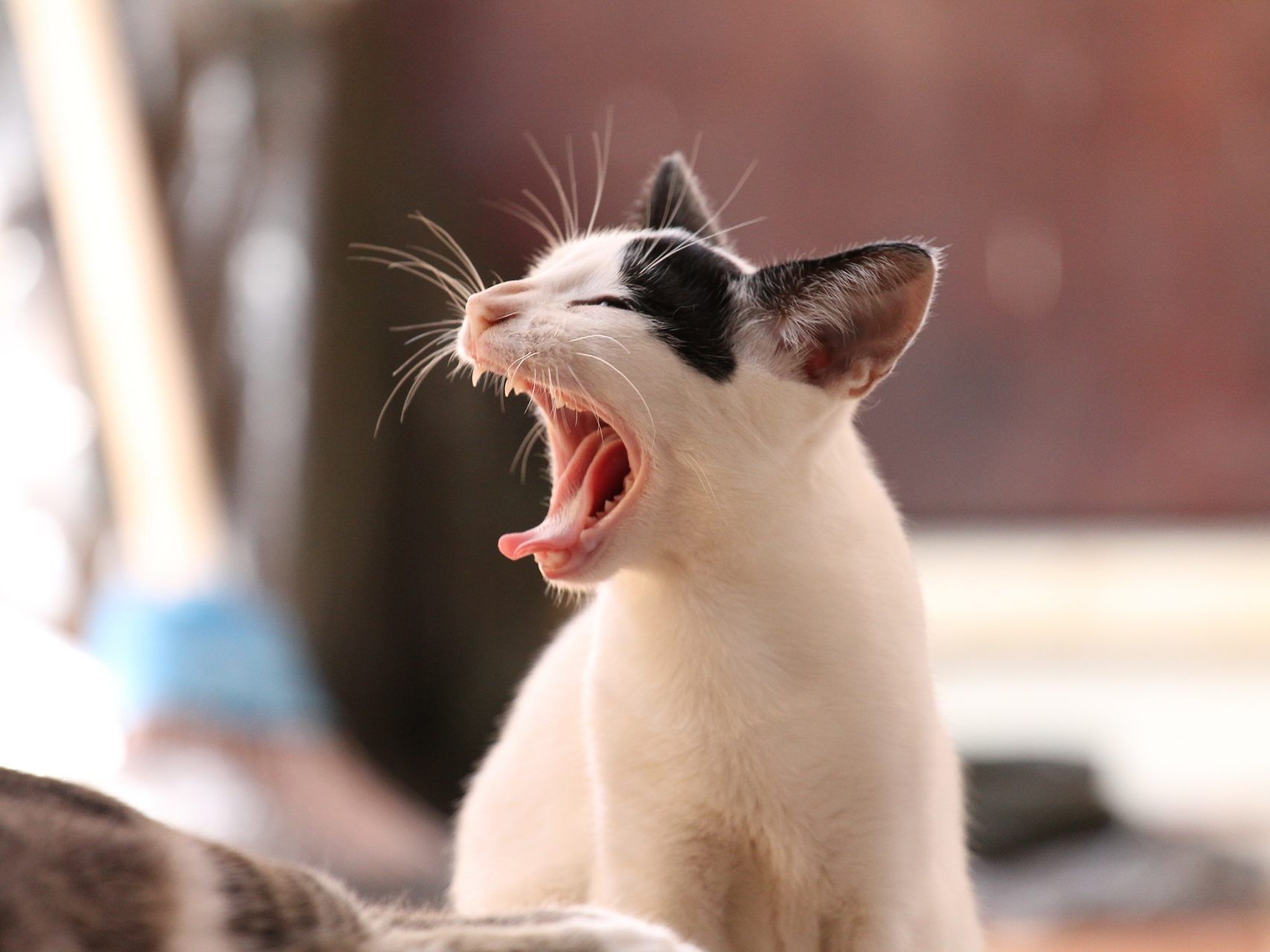 In jedem vierten Haushalt ist eine Katze zuhause.