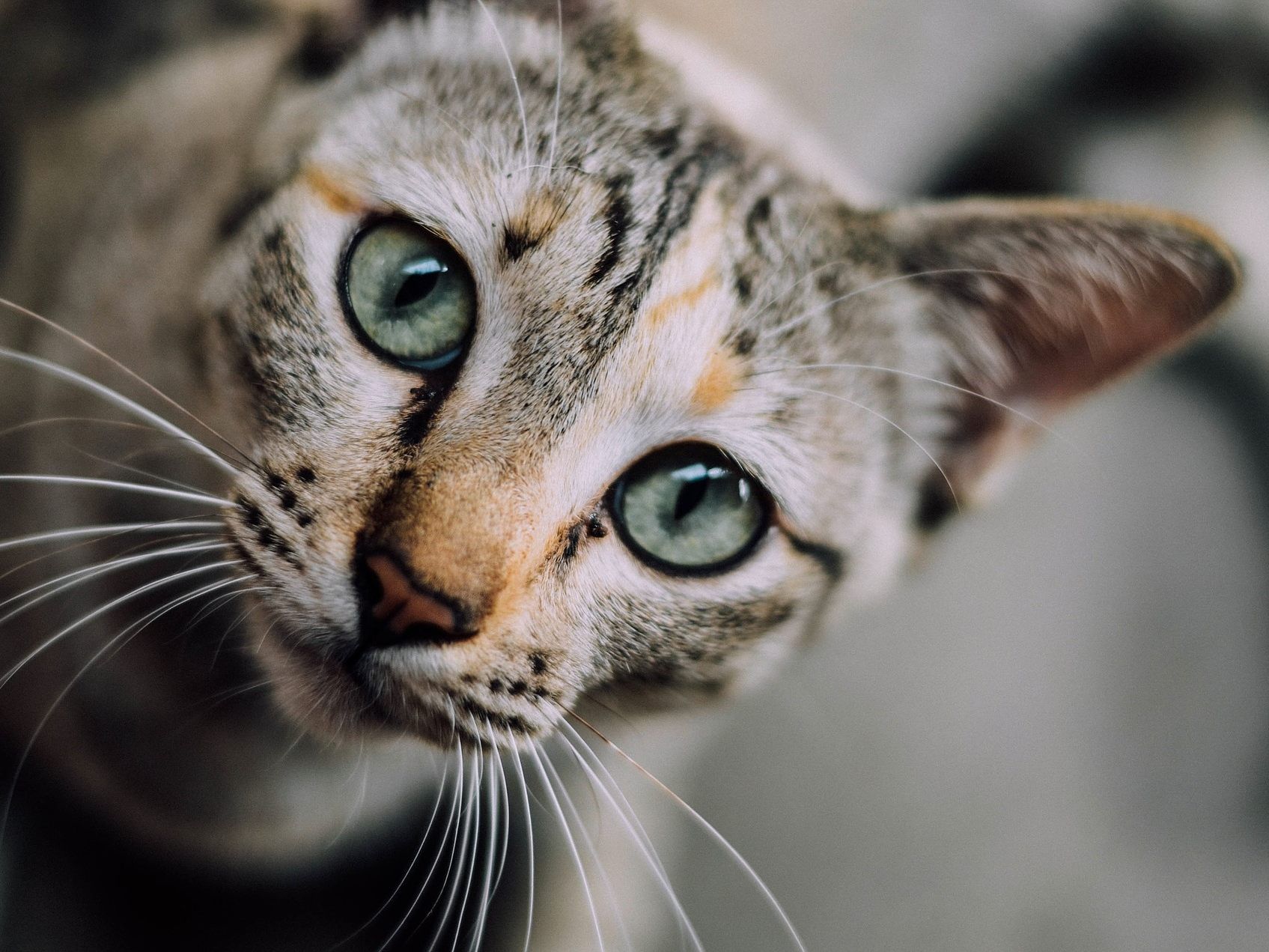 Die Katze musste wegen eines Tumors eingeschläfert werden.