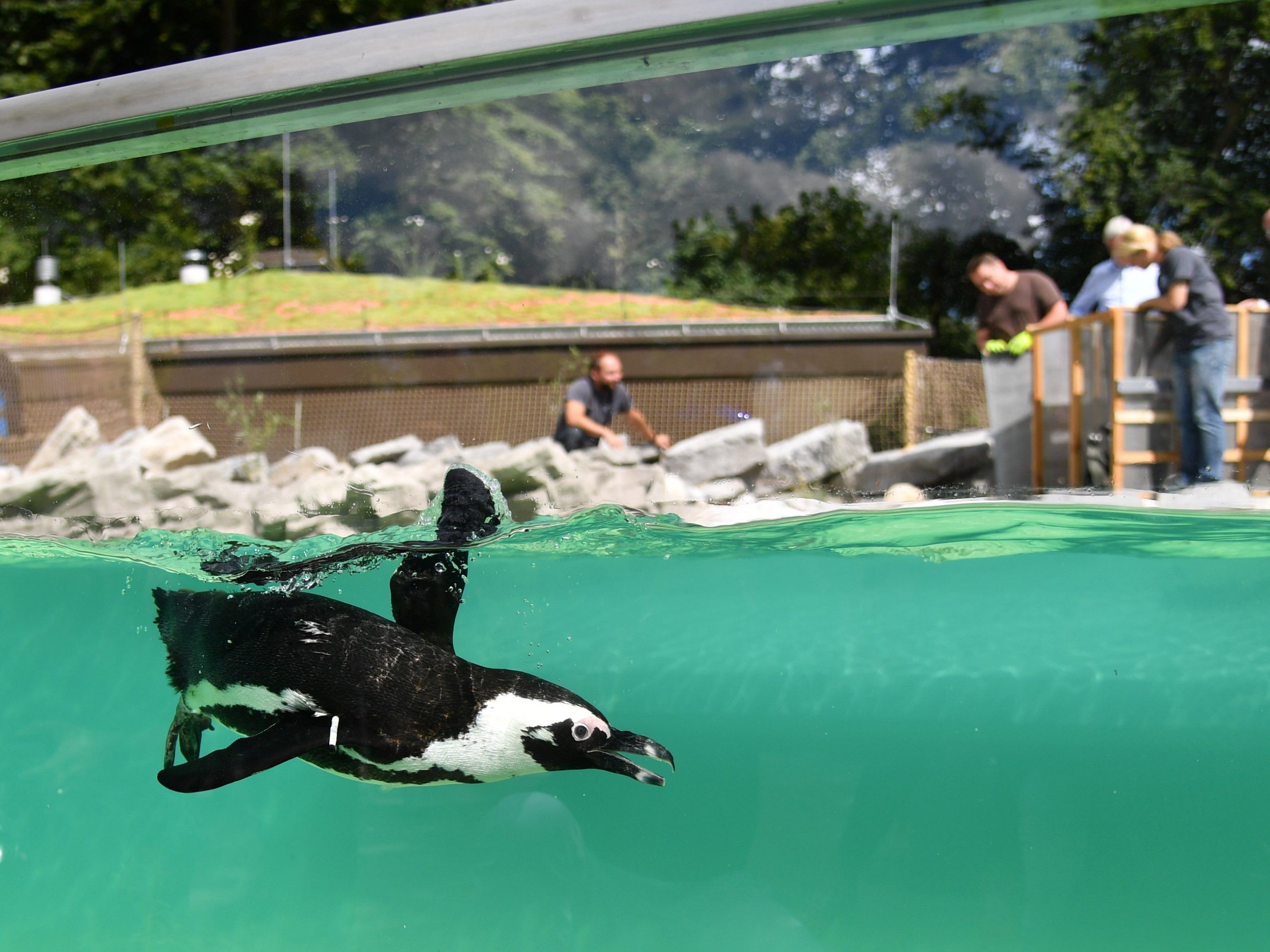 Zehn Pinguine als neue Attraktion - eigene Population soll aufgebaut werden.