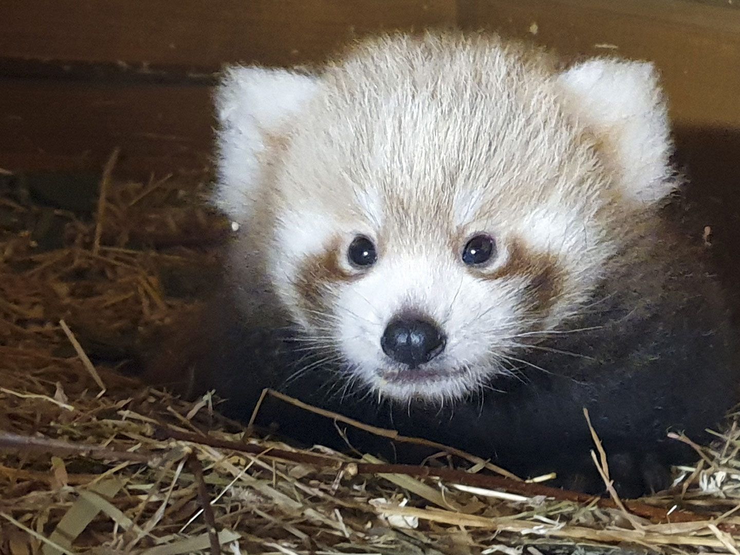 Es sieht so aus, als würde der Panda-Nachwuchs etwas schielen.