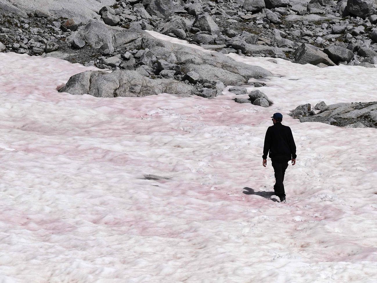 Roas Schnee am Presena Gletscher