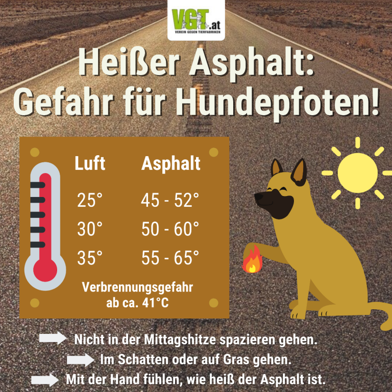 Gefahr für Hundepfoten durch heißen Asphalt HitzeTipps für