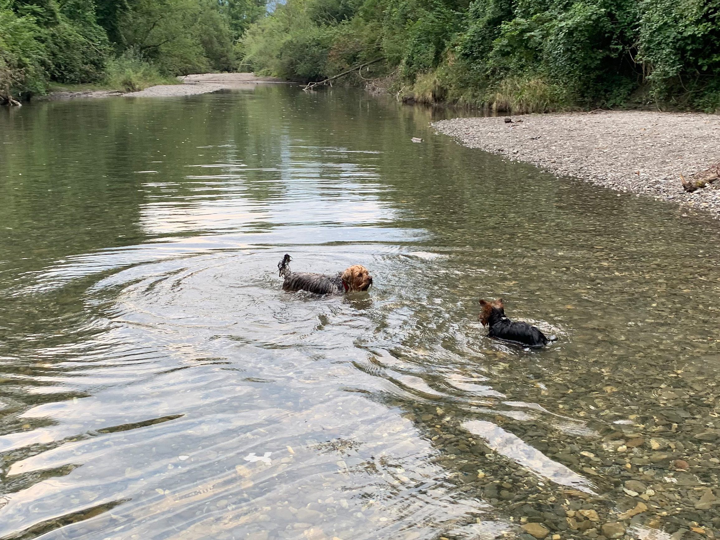 An zwei Stellen dürfen in Dornbirn Hunde an der Ache ins Wasser. An zwei Stellen dürfen in Dornbirn Hunde an der Ache ins Wasser.