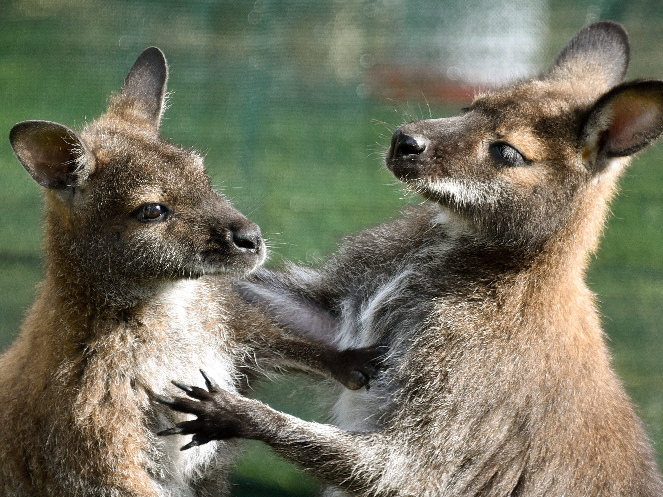 Kängurus (Symbolbild) kämpfen auch - beziehungsweise spielen - sogar mit Menschen, wie in diesem Fall in New South Wales (Australien).