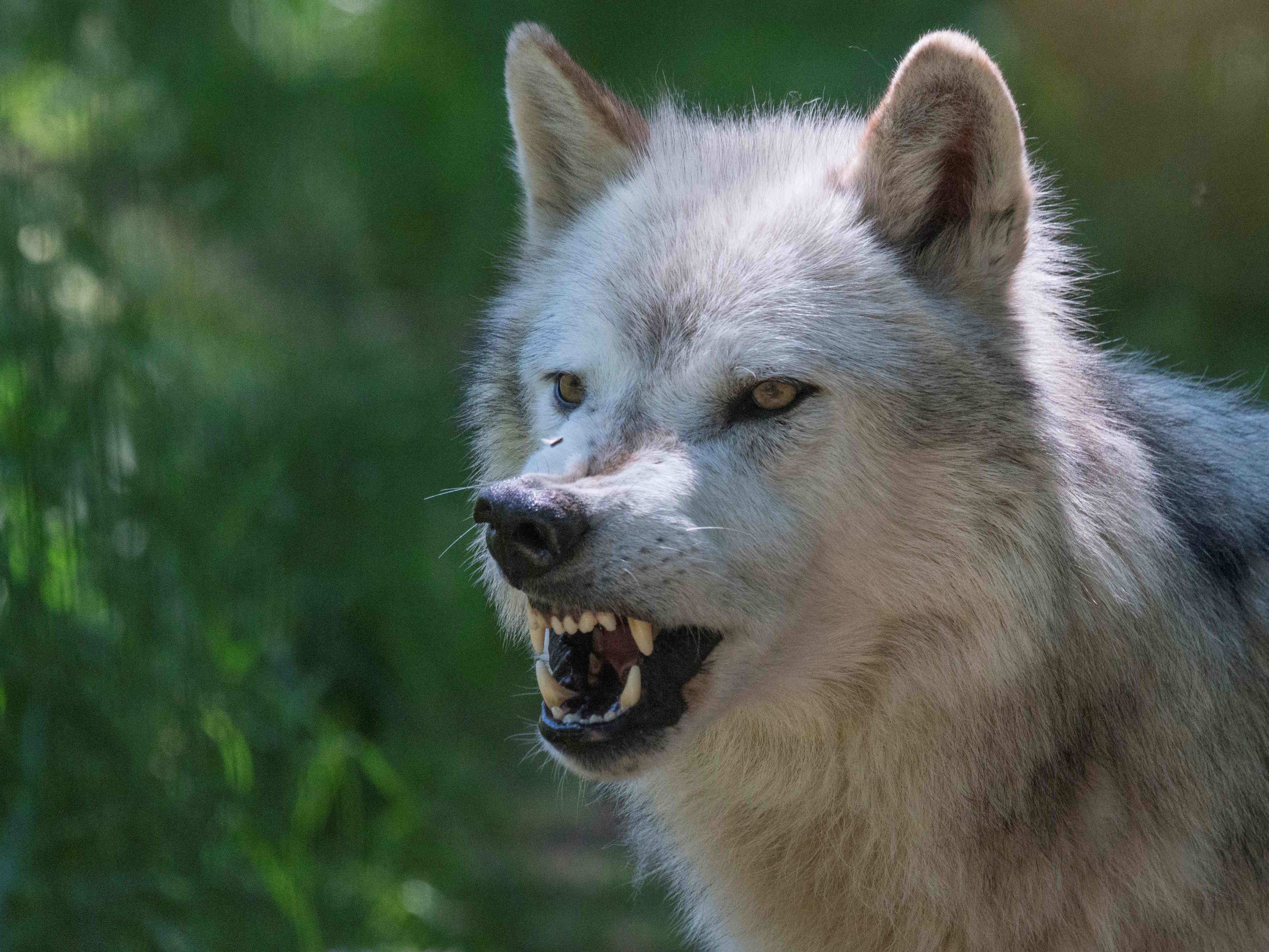 Es herrscht Uneinigkeit darüber, was mit dem Wolf passieren soll.