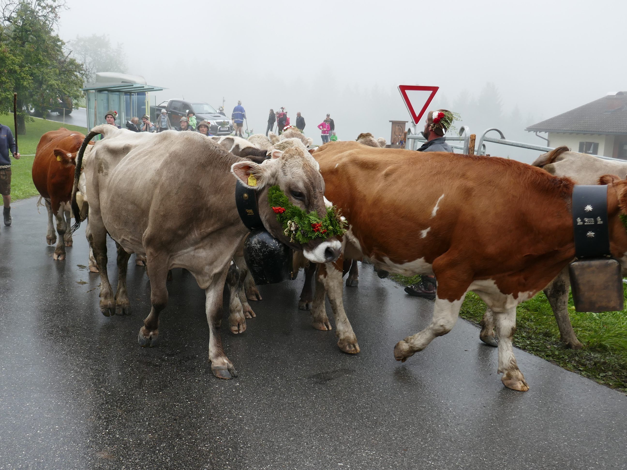 Alpabtrieb Fraxern (Foto von 2019)