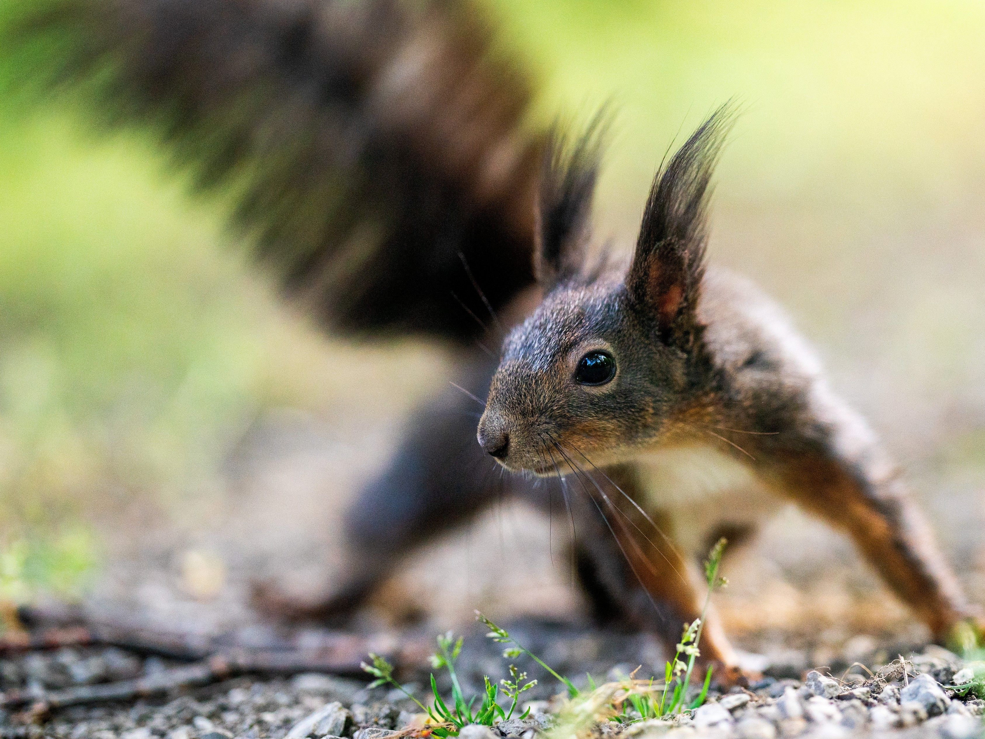 Ein Eichhörnchen im schottischen Glasgow überrascht mit einem Besuch beim Picknick.
