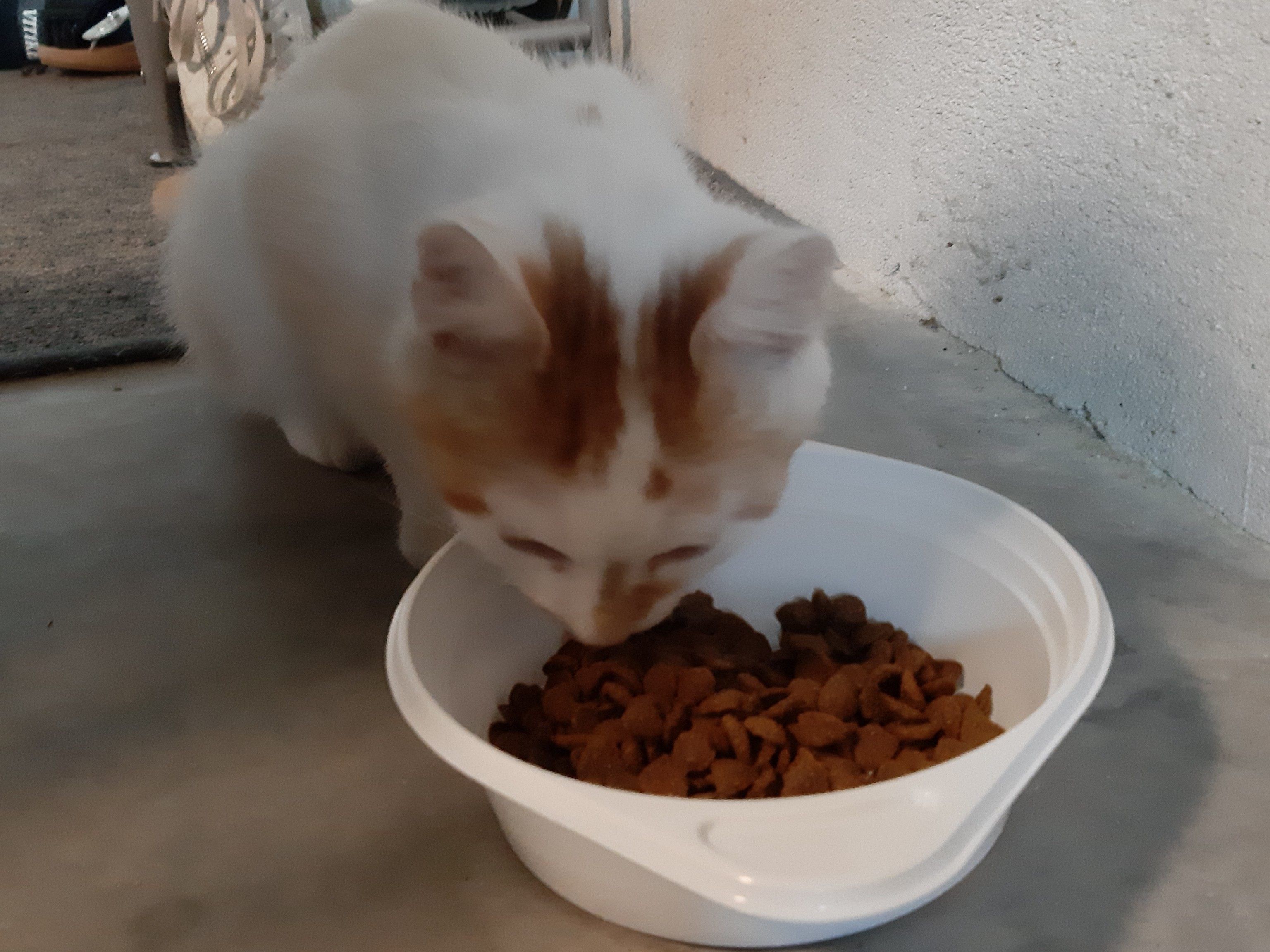 kleine weiß-rote Katze gesucht