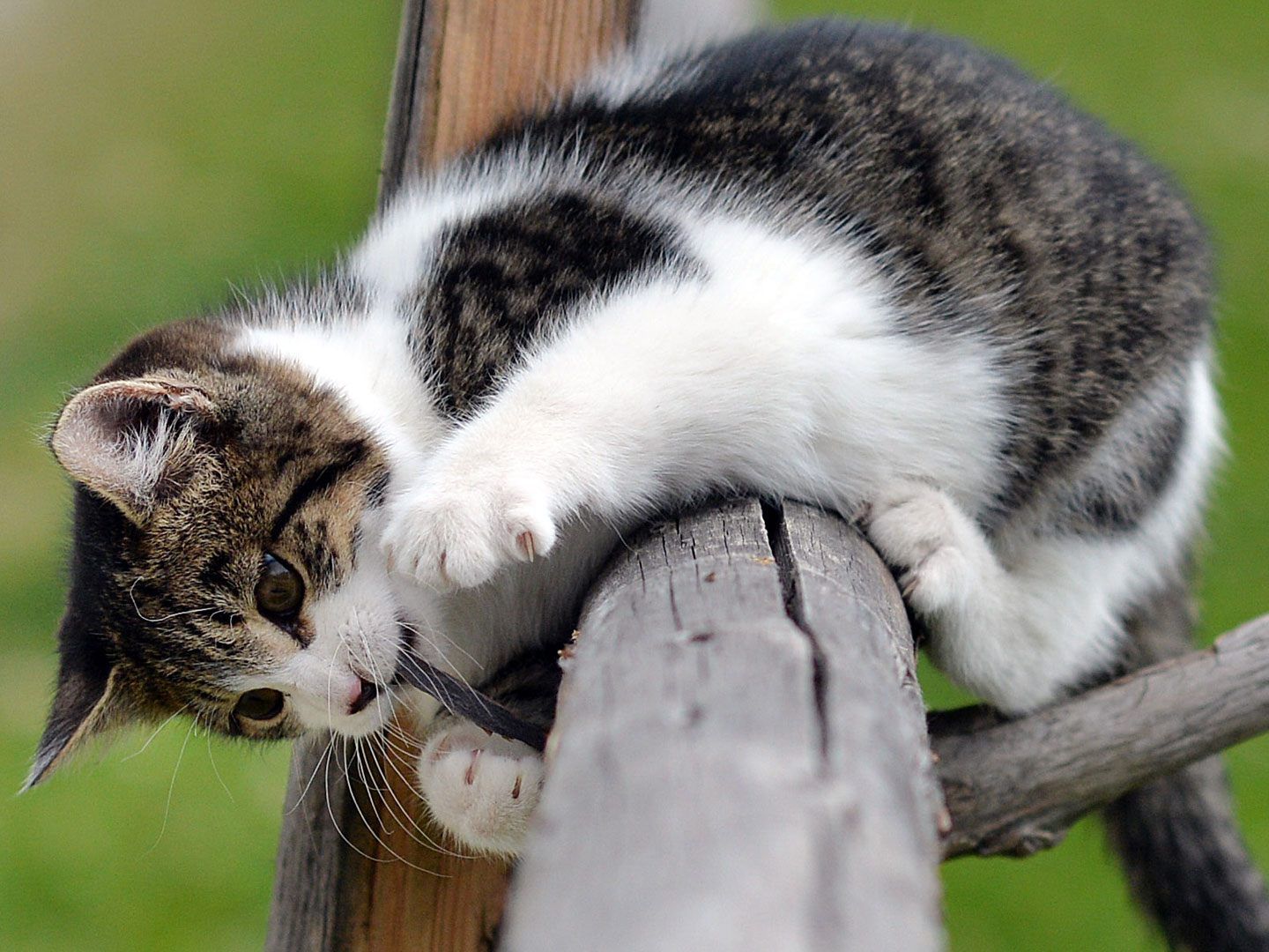 Untrennbar miteinander verbunden: Katzen und das Internet.