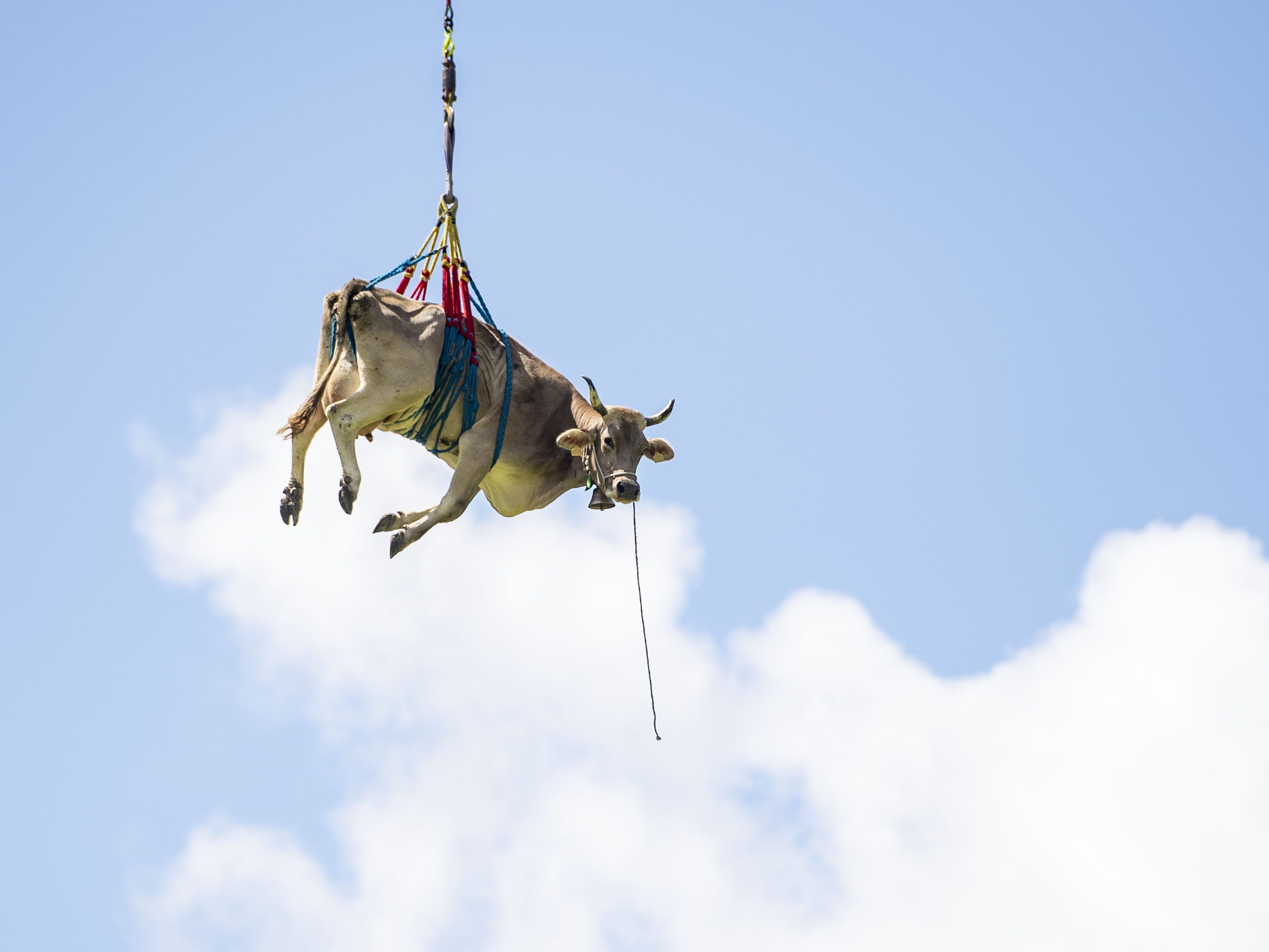 Eine leicht verletzte Kuh wurde bei der "Bodenfahrt" in der Schweiz mit einem Hubschrauber abtransportiert.