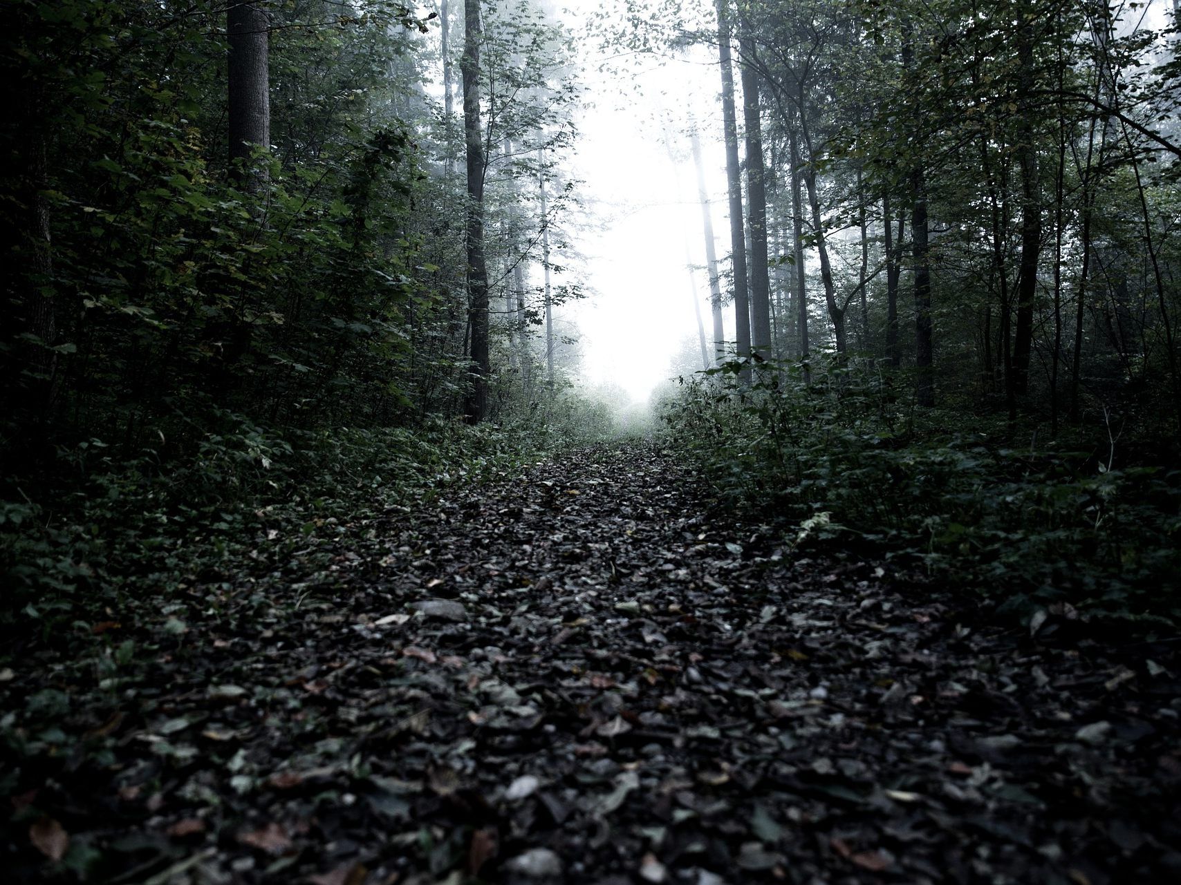 Ist ein UFO im Wald (Symbolbild) gelandet? Das wird wohl niemand erfahren.