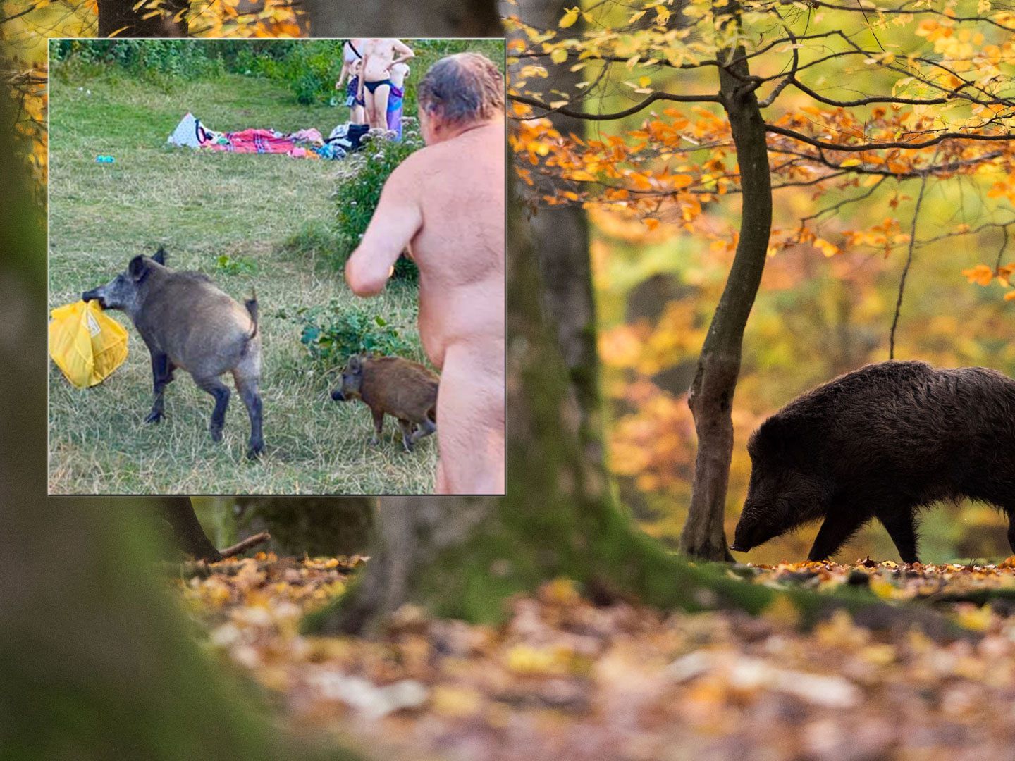 Zwei diebische Wildschweine flüchteten mit der Beute vor dem nackten Besitzer. Zwei diebische Wildschweine flüchteten mit der Beute vor dem nackten Besitzer.