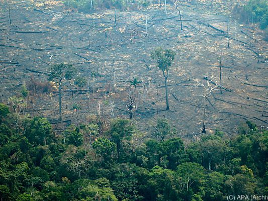 Amazonas wird rücksichtslos abgeholzt