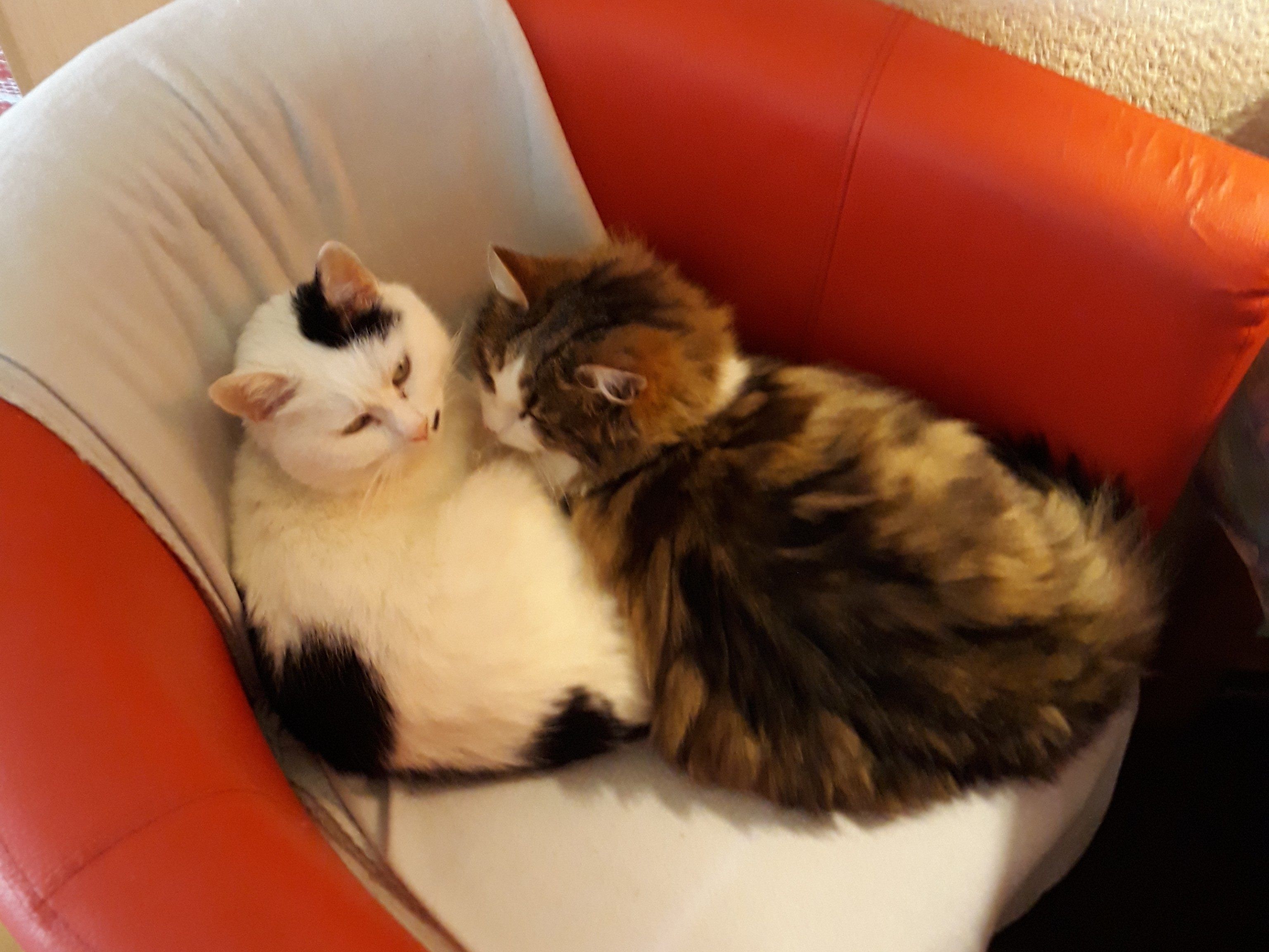 Die rechte Katze