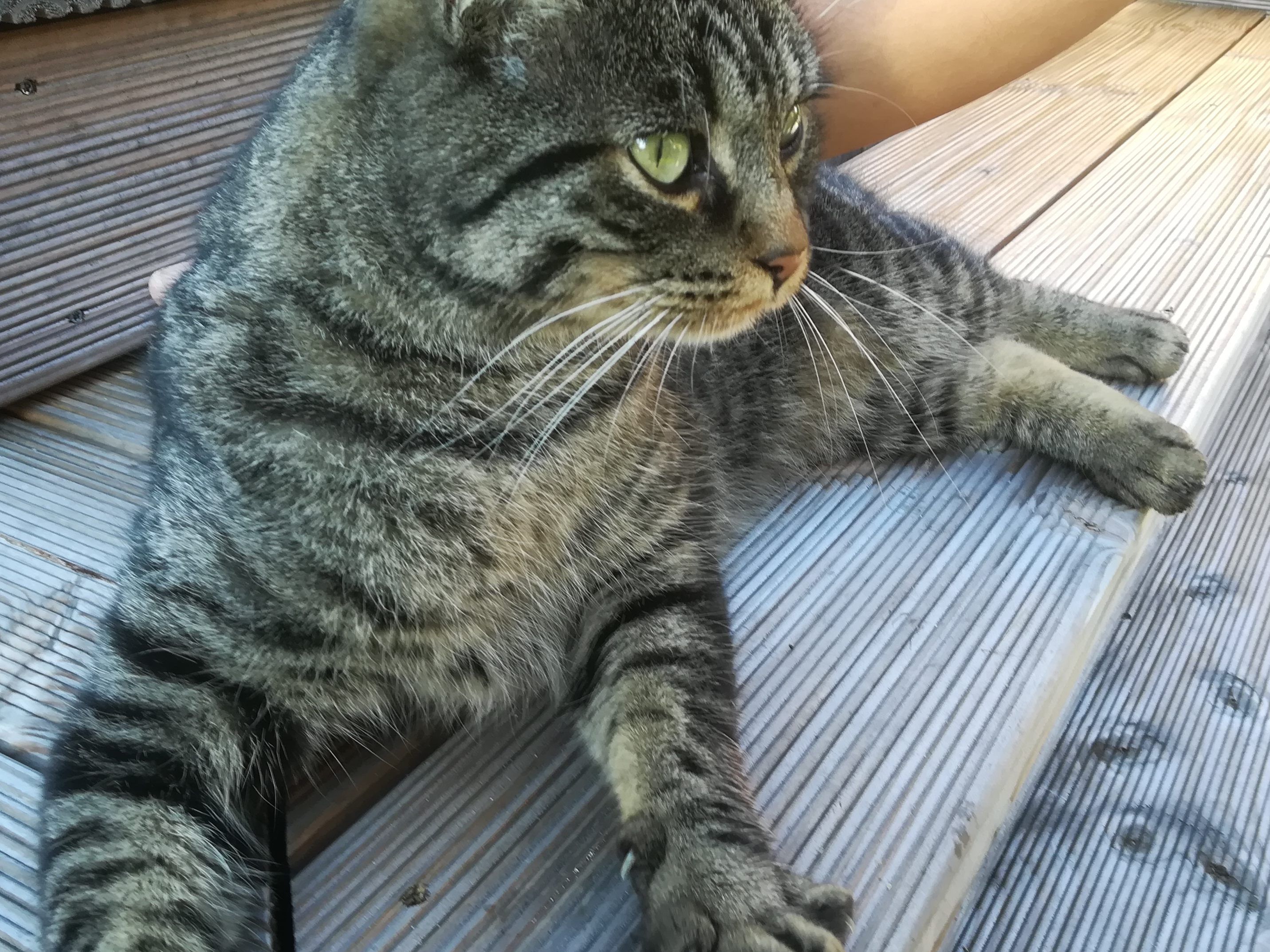 Tigerkatze