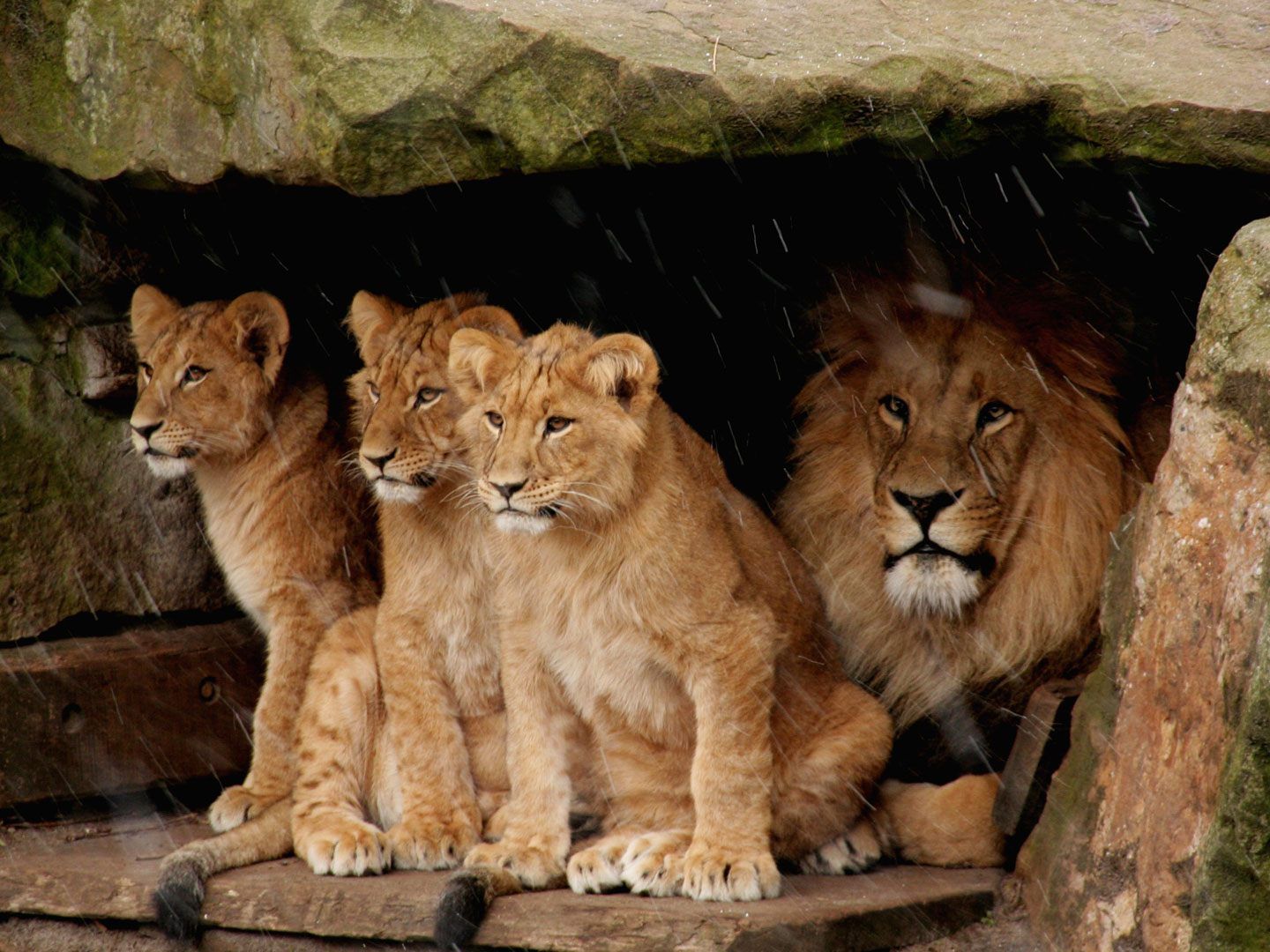 Am 17. August wurden Mama Bahati und Papa Kijani Eltern. Am 17. August wurden Mama Bahati und Papa Kijani Eltern.