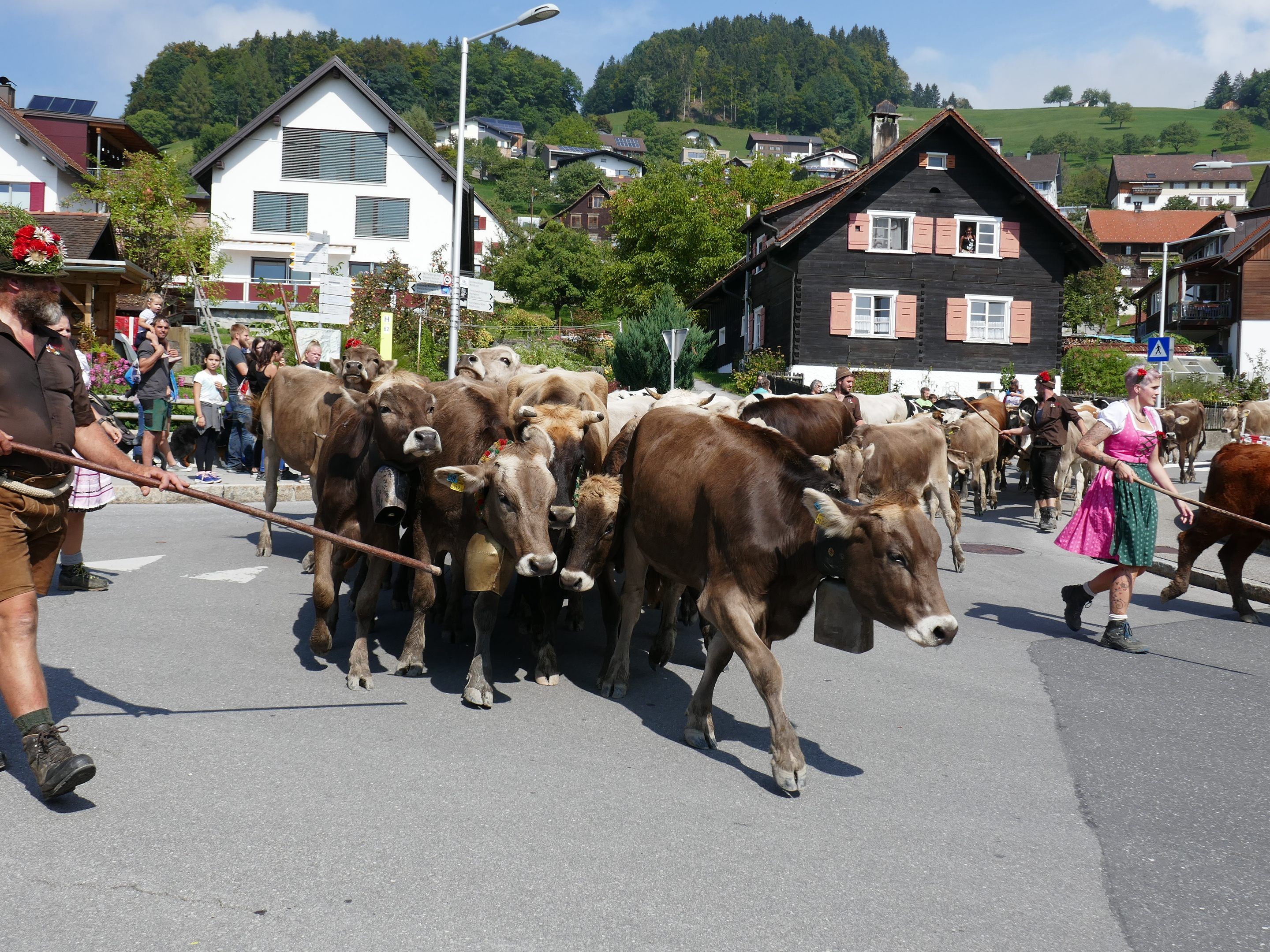 Alpabtrieb von der Hohen Kugel am kommenden Samstag, 19.9. - 13 Uhr in Fraxern.