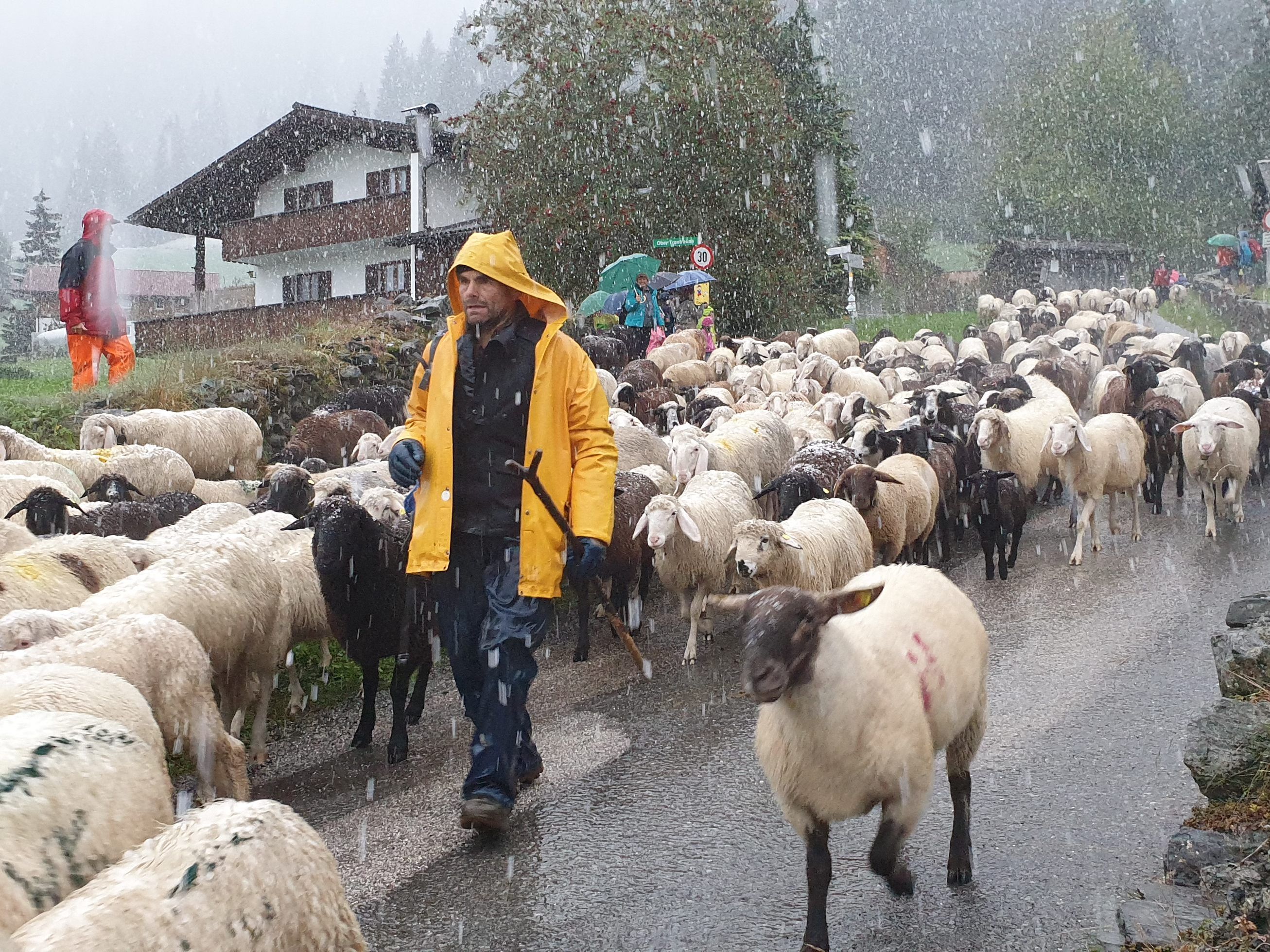 Dichtes Schneetreiben begleiteten die rund 840 Schafe und ihre Hirten am Freitag bei ihrer frühzeitigen Rückkehr aus dem Garneratal. Dichtes Schneetreiben begleiteten die rund 840 Schafe und ihre Hirten am Freitag bei ihrer frühzeitigen Rückkehr aus dem Garneratal.