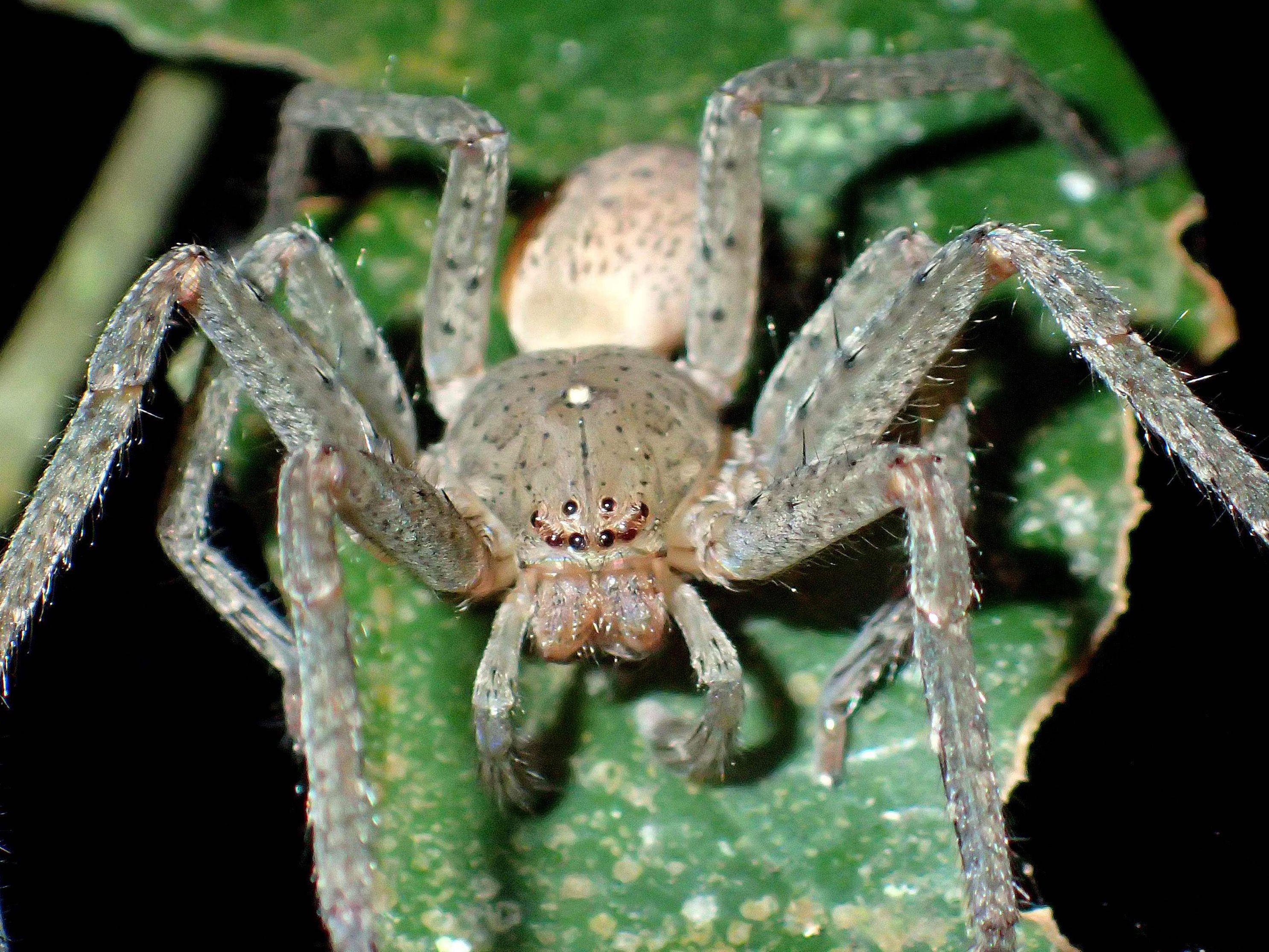 Huntsman Spinnen werden in der Regel etwas über 20 Zentimeter groß.