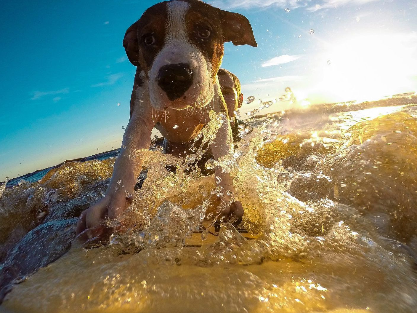 In den USA werden die Vierbeiner zu Surftherapie-Hunden ausgebildet.