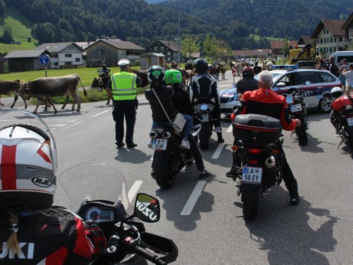 Alpabtrieb sorgt für Verkehrsbehinderungen im Bregenzerwald.