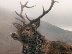 Ein majestätischer Hirsch.