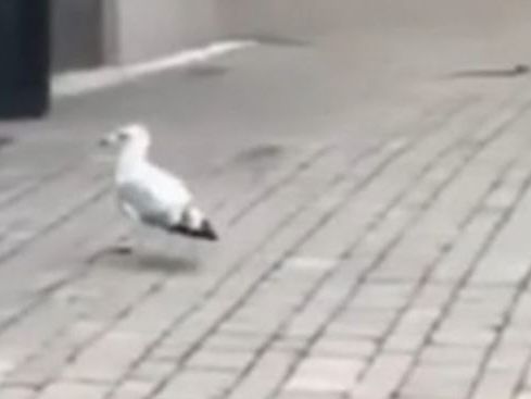 Roger ist wirklich ein dreister Dieb.