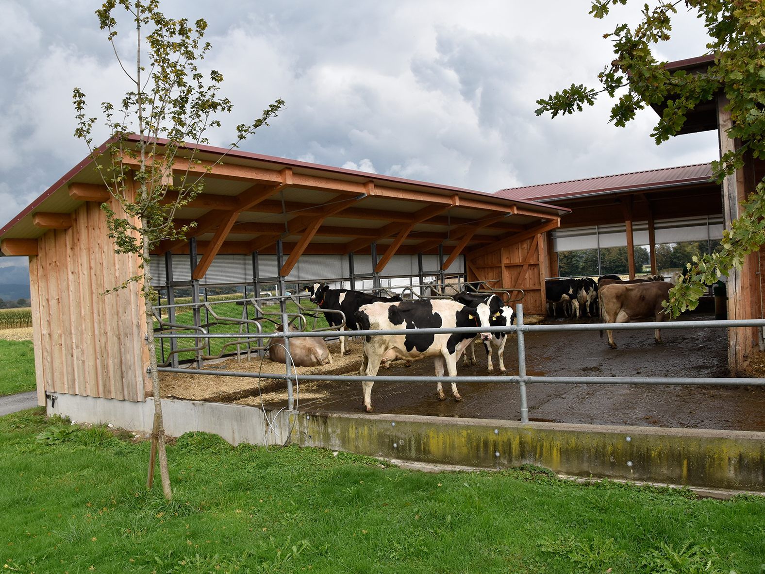 Der neue Außenfütterungsstand mit Liegeboxen beim Gutshof Maldina Der neue Außenfütterungsstand mit Liegeboxen beim Gutshof Maldina