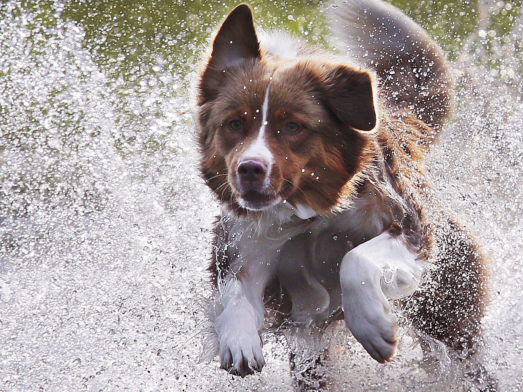 Hunde der Rasse "Australian Shepherd" sind normalerweise nicht für ihre Phobien bekannt. (Symbolbild)