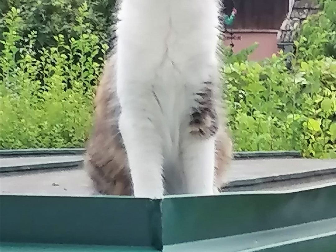 Amy