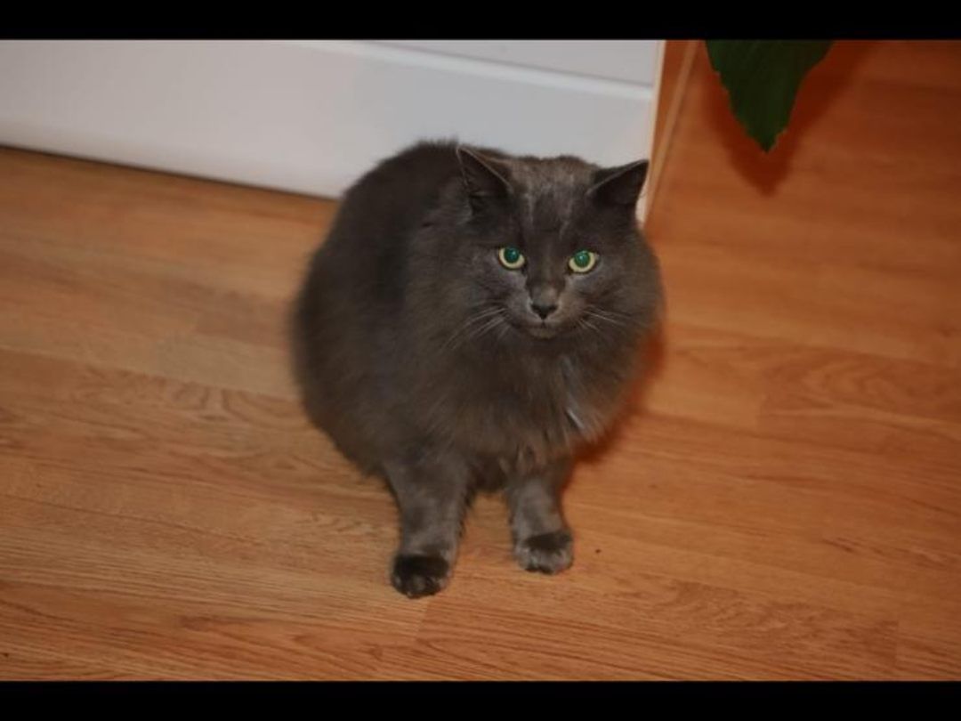 Kater Shindy vermisst!