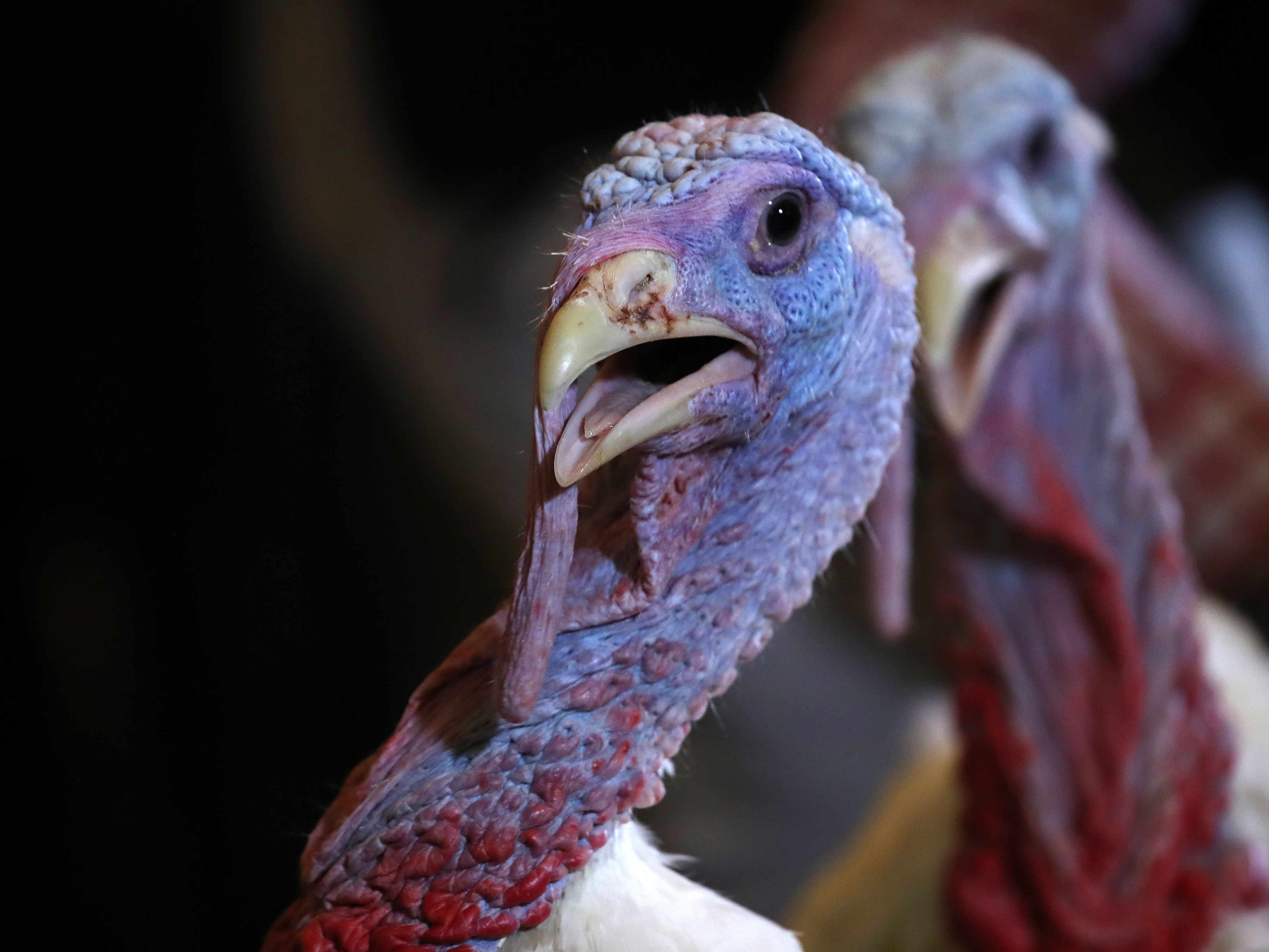 Züchter reagieren auf die zu erwartenden kleineren Feiern an den Feiertagen.