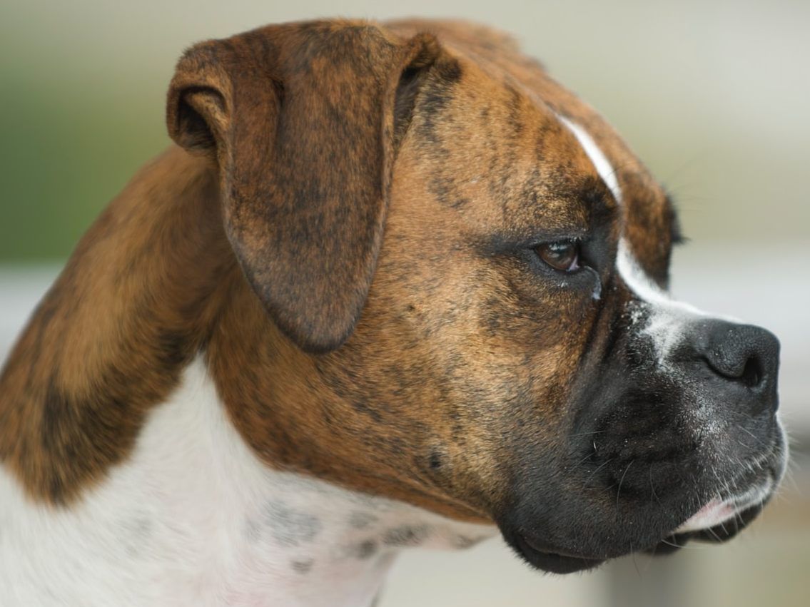 Frau missbrauchte Hund mehrfach für Oral-Sex.