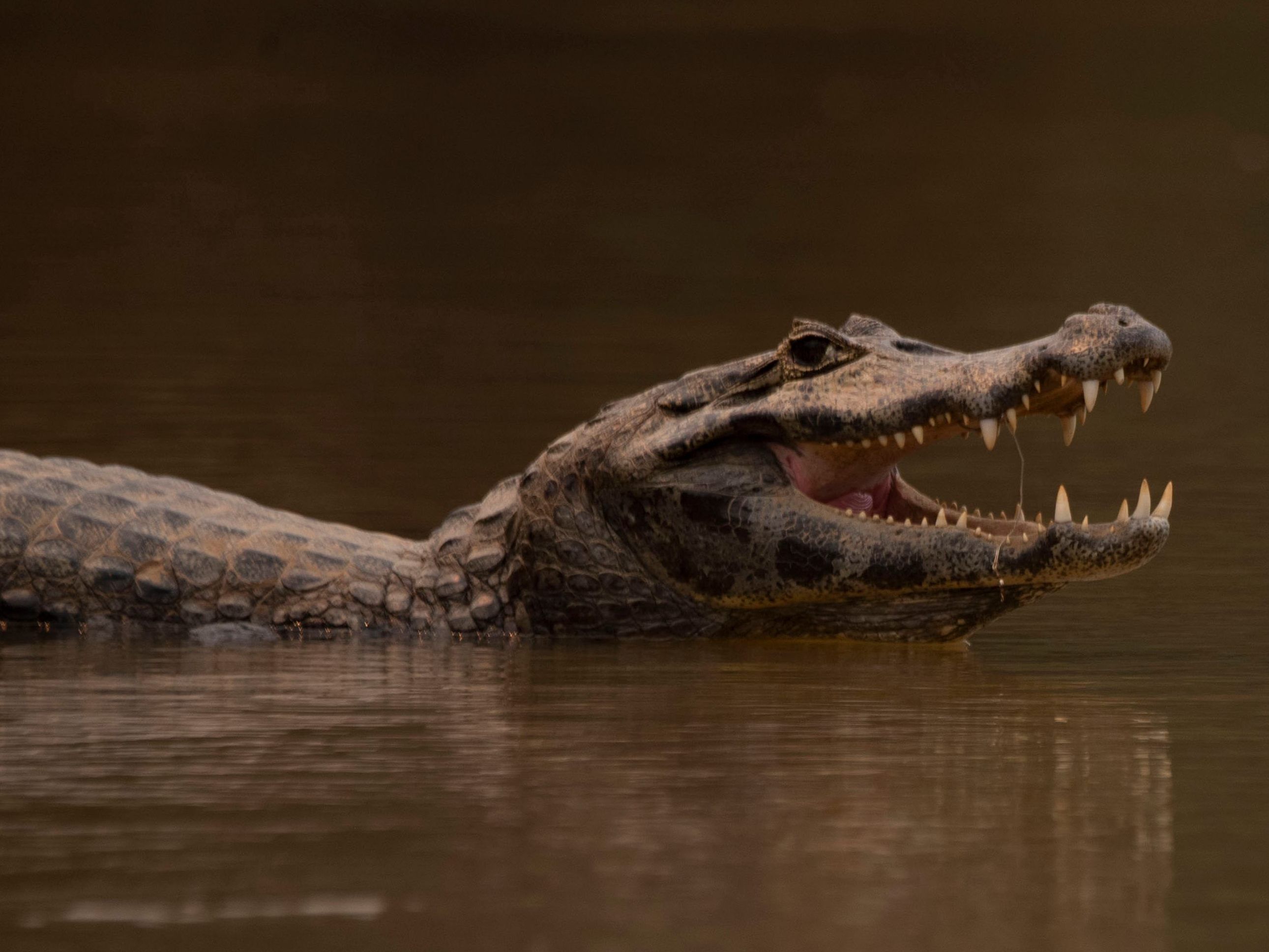 Mit einer mutigen Rettungsaktion hat ein Mann seinen Hund vor einem Alligator gerettet.
