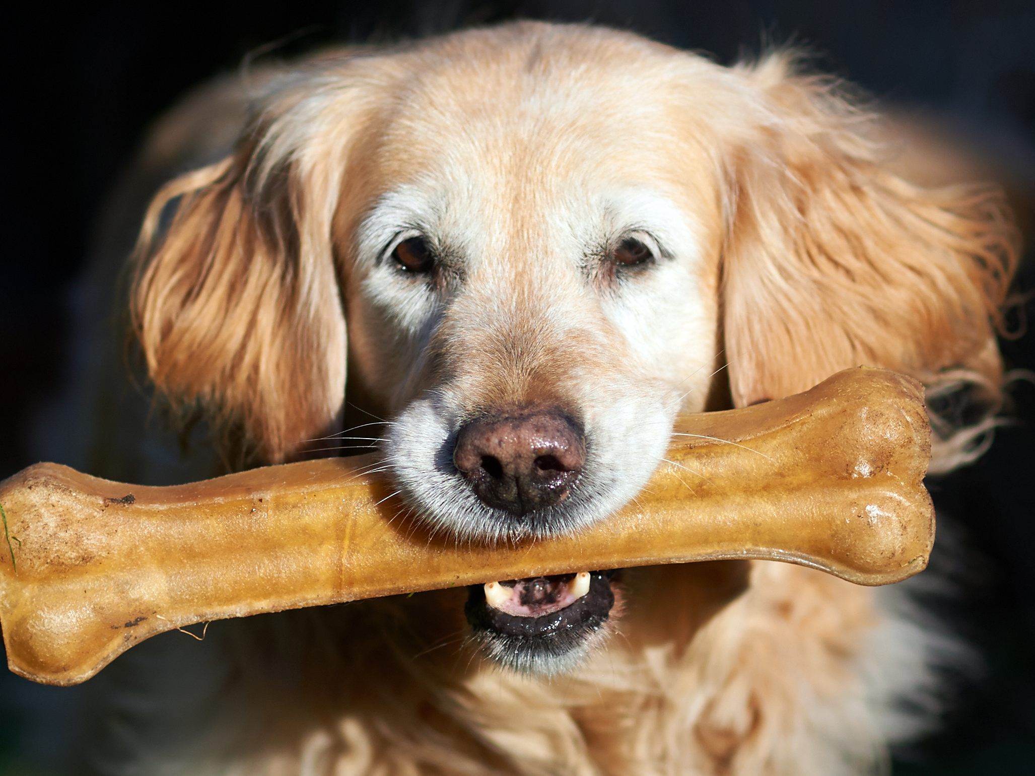 Ein Golden Retriever überlebte ein Jahr alleine im Wald.