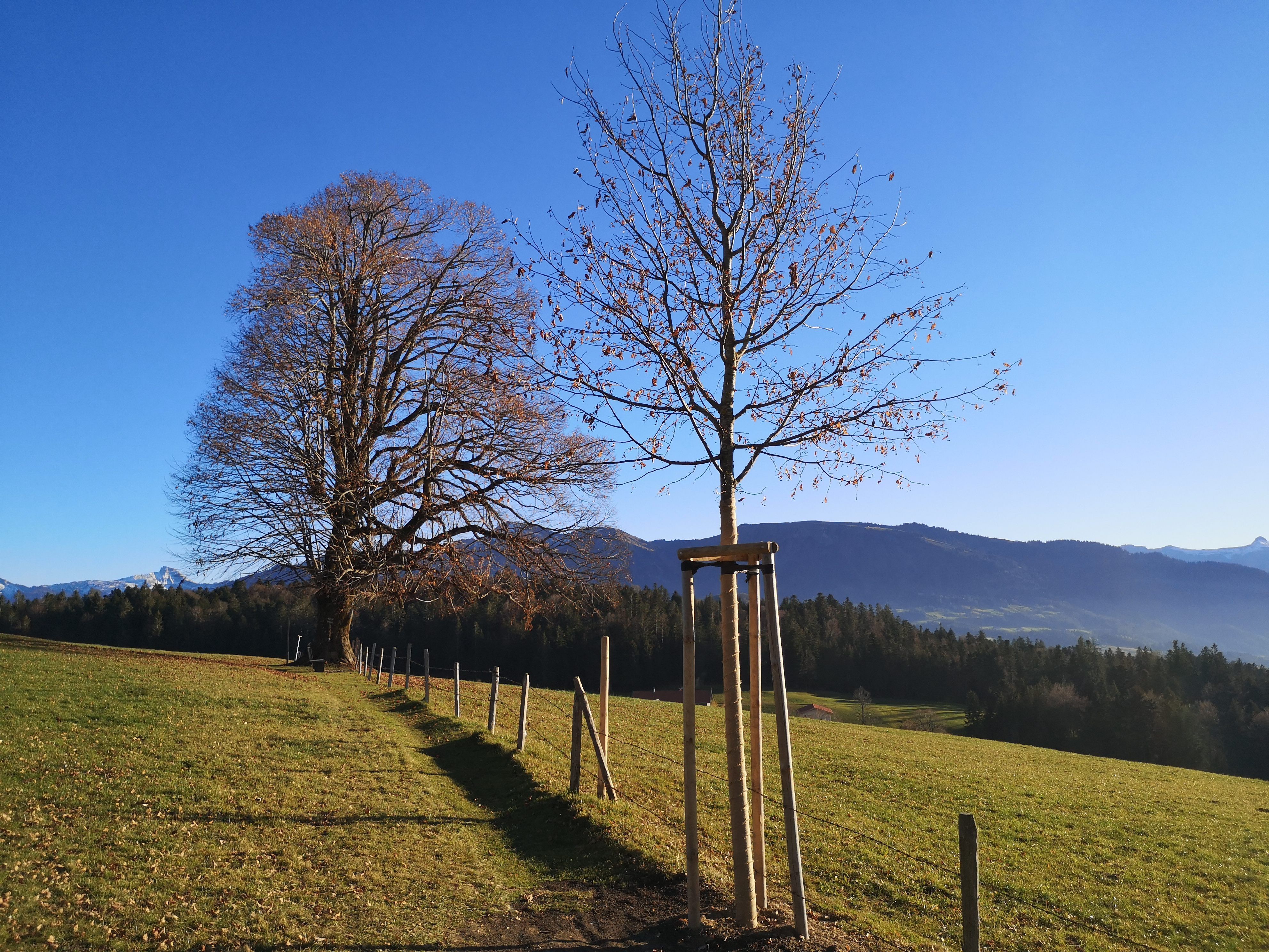 Der junge Lindenbaum im Vordergrund wird in einigen Jahren die 200-jährige Linde am Rotenberg ersetzen. Der junge Lindenbaum im Vordergrund wird in einigen Jahren die 200-jährige Linde am Rotenberg ersetzen.