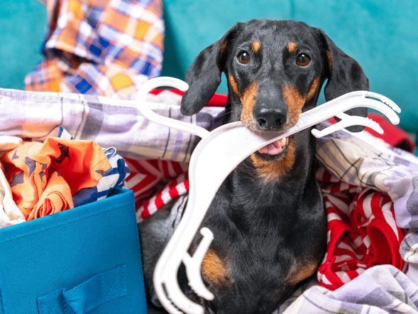 Mach dem Kleiderchaos ein Ende – wir zeigen dir wie. FOTO: Shutterstock