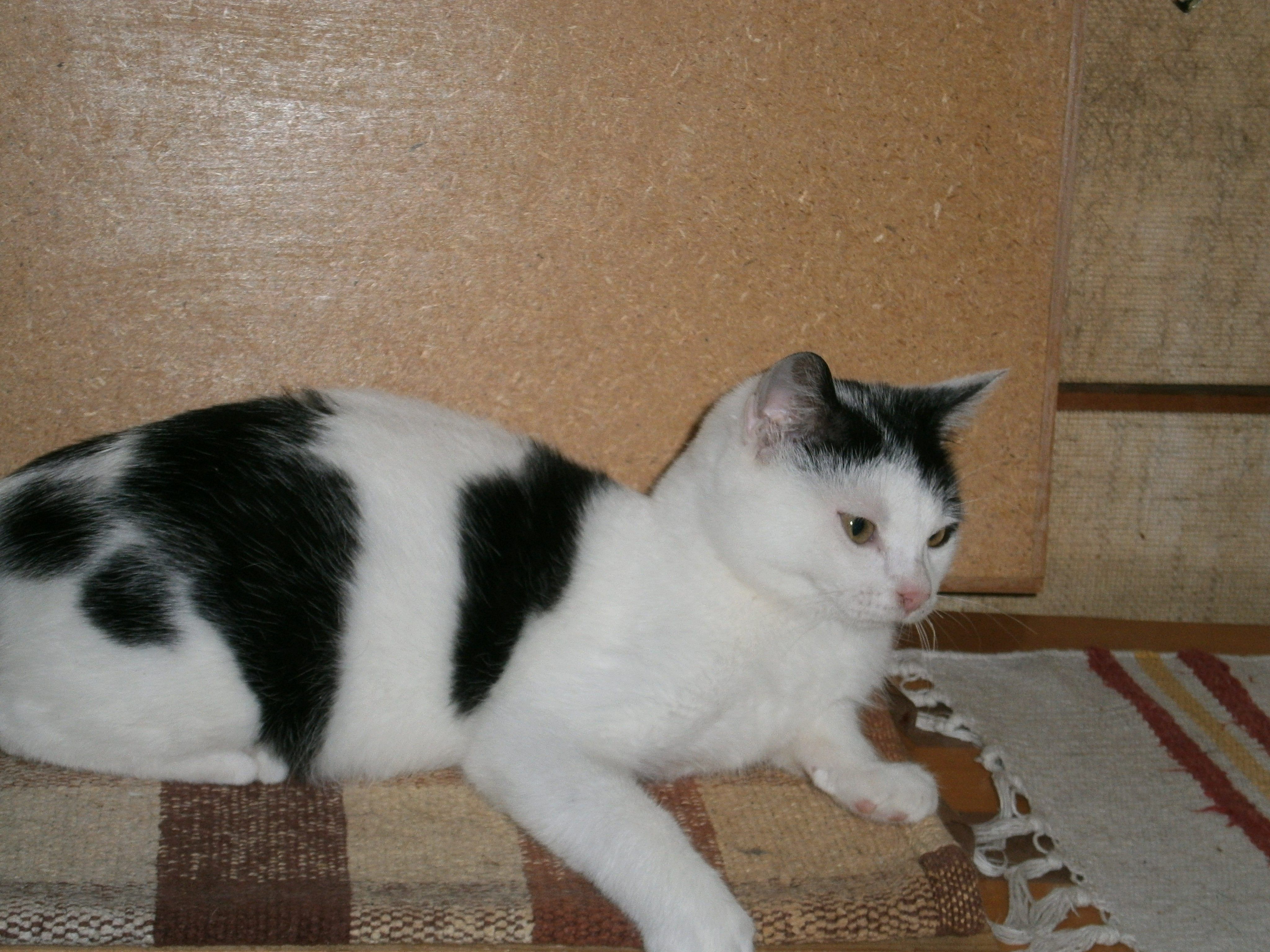 Kater Rudi