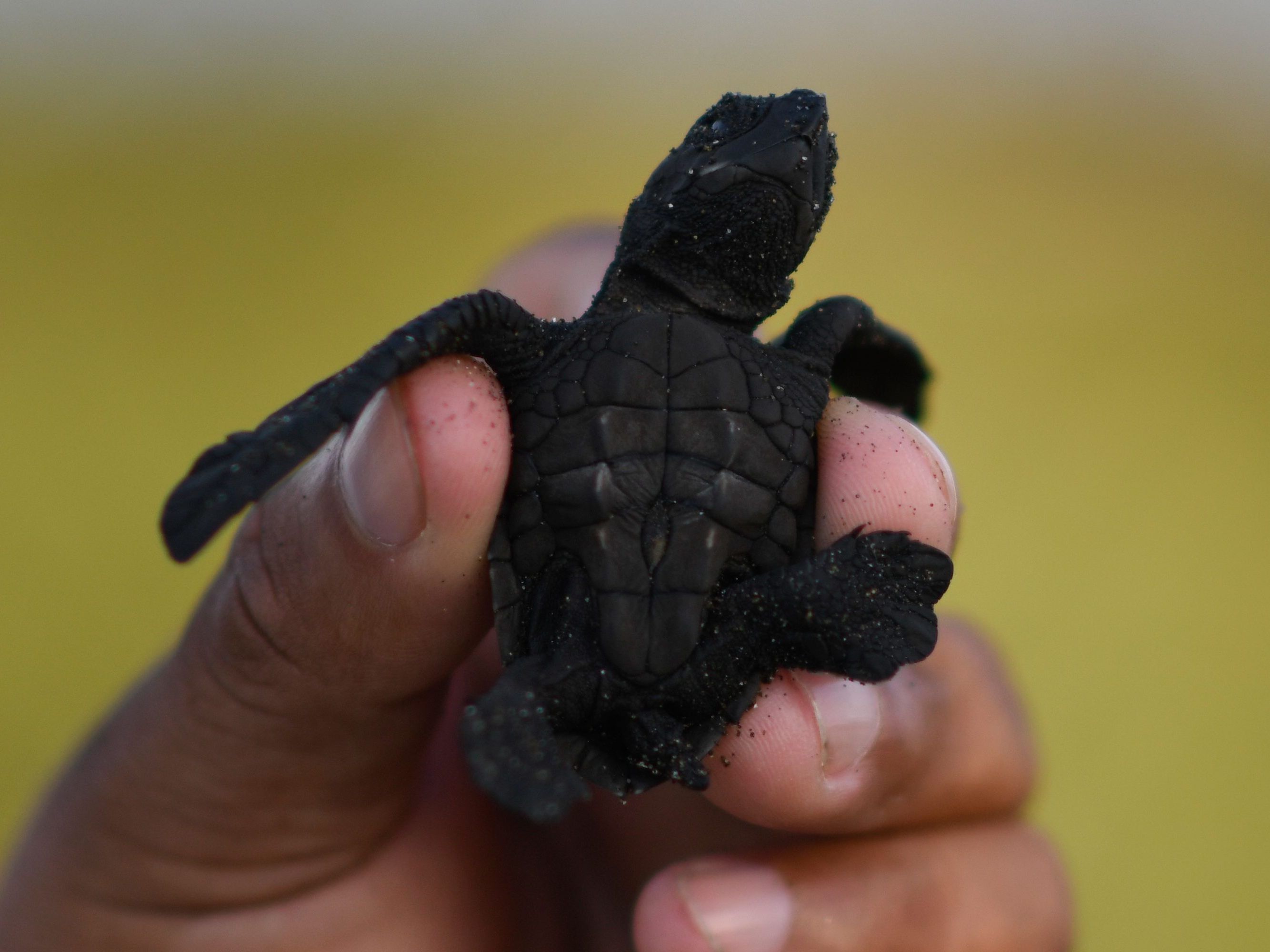 Im Netz wurde eine Schildkröte zum Internet-Star