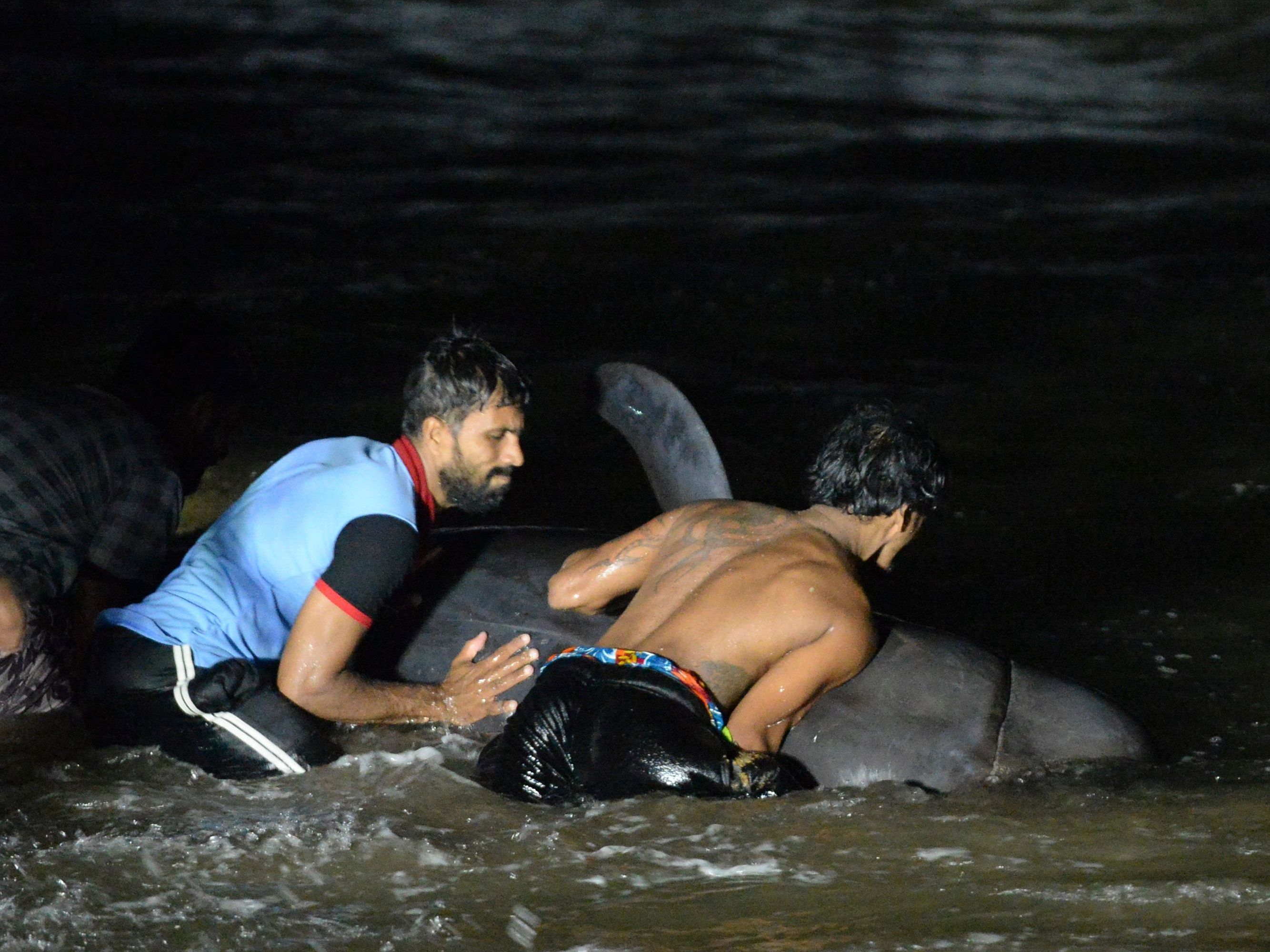 Rettung von Walen vor Sri Lanka.